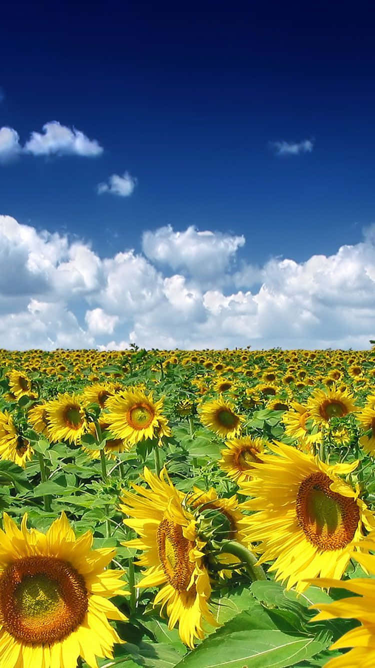 Sommer iPhone med en solsikkemark Wallpapers