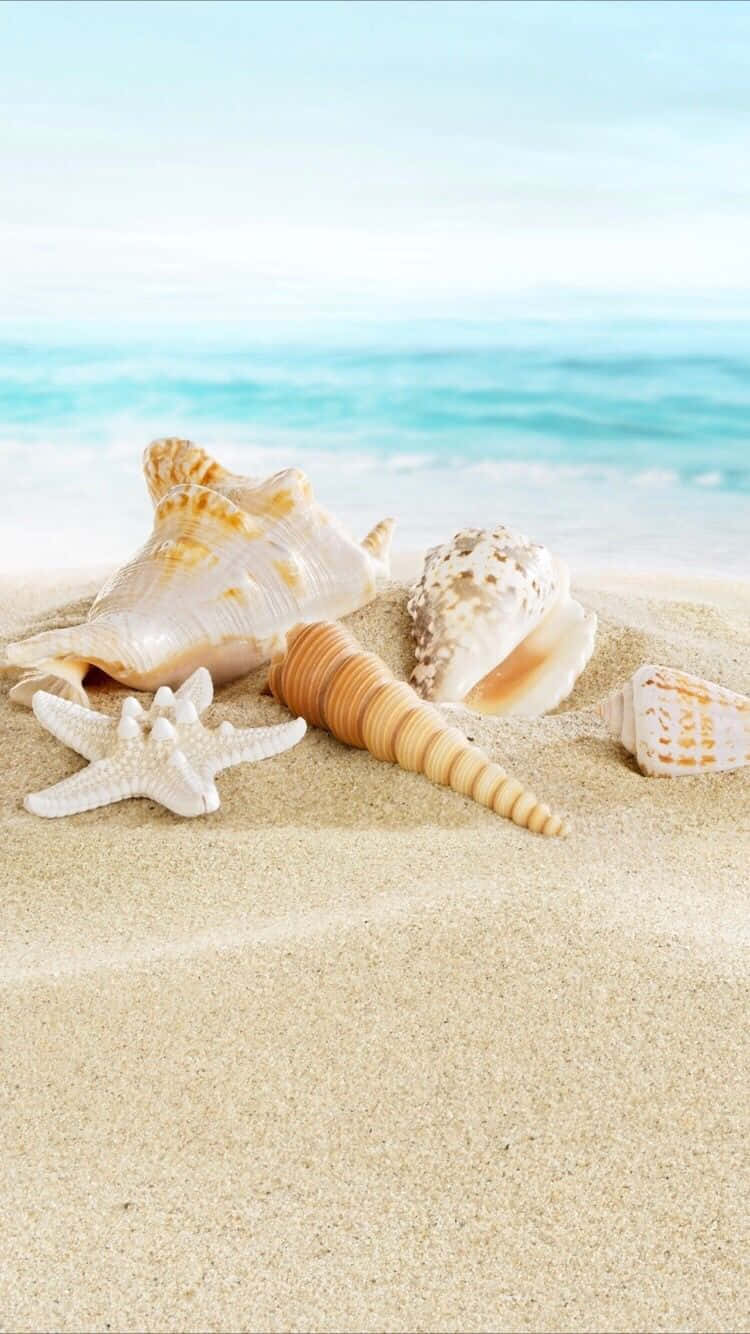 Sommer Strand iPhone Muslingeskaller Wallpapers