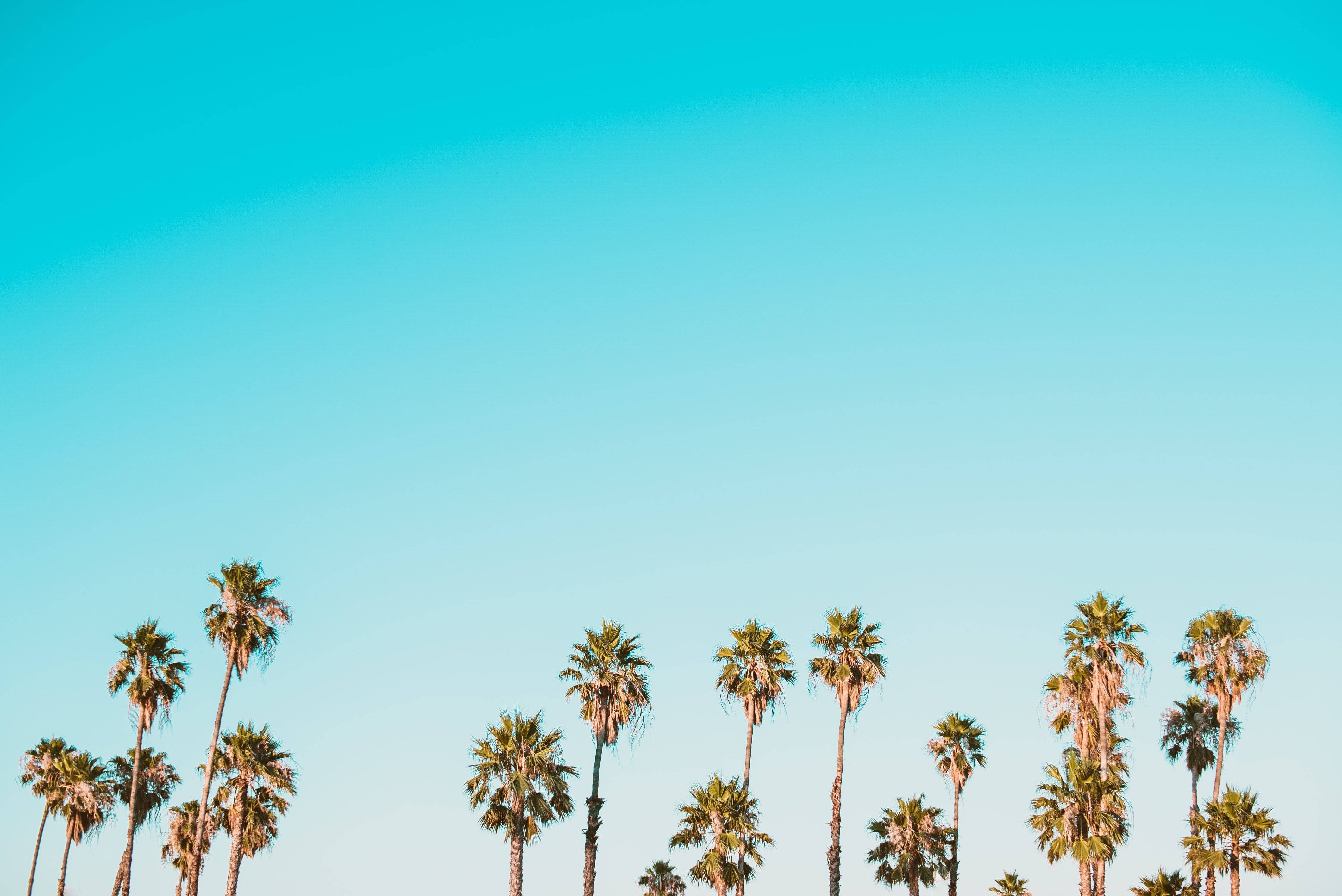 Sommeræstetiske palmetræer og himmel Wallpapers