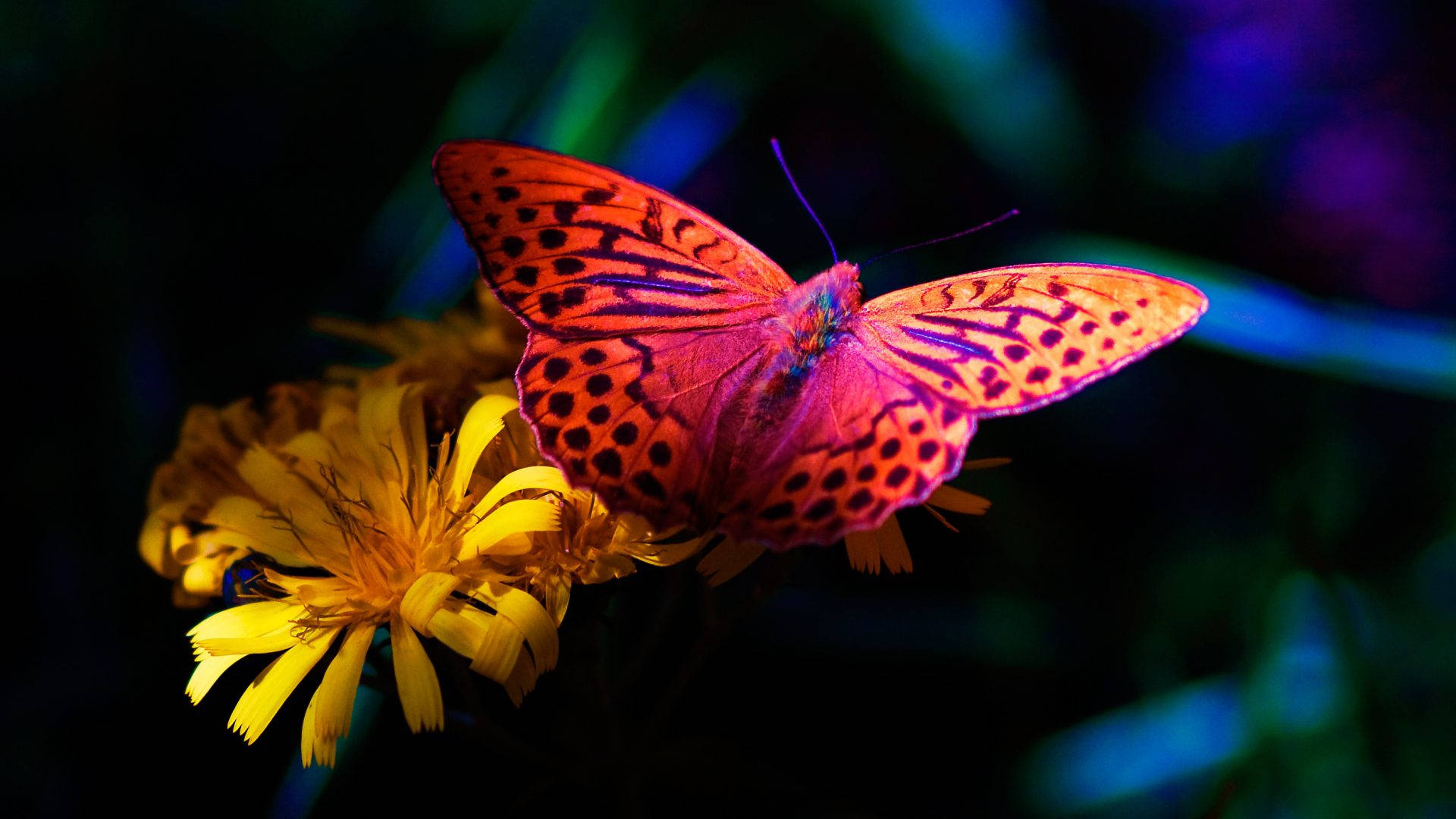 Sommerfugl i fuld skærm HD Wallpapers