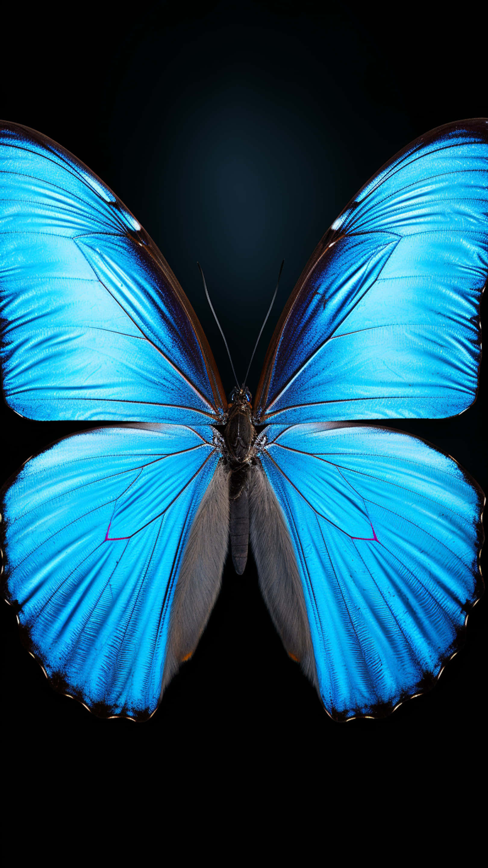 sommerfugl nyt formdesign Wallpapers