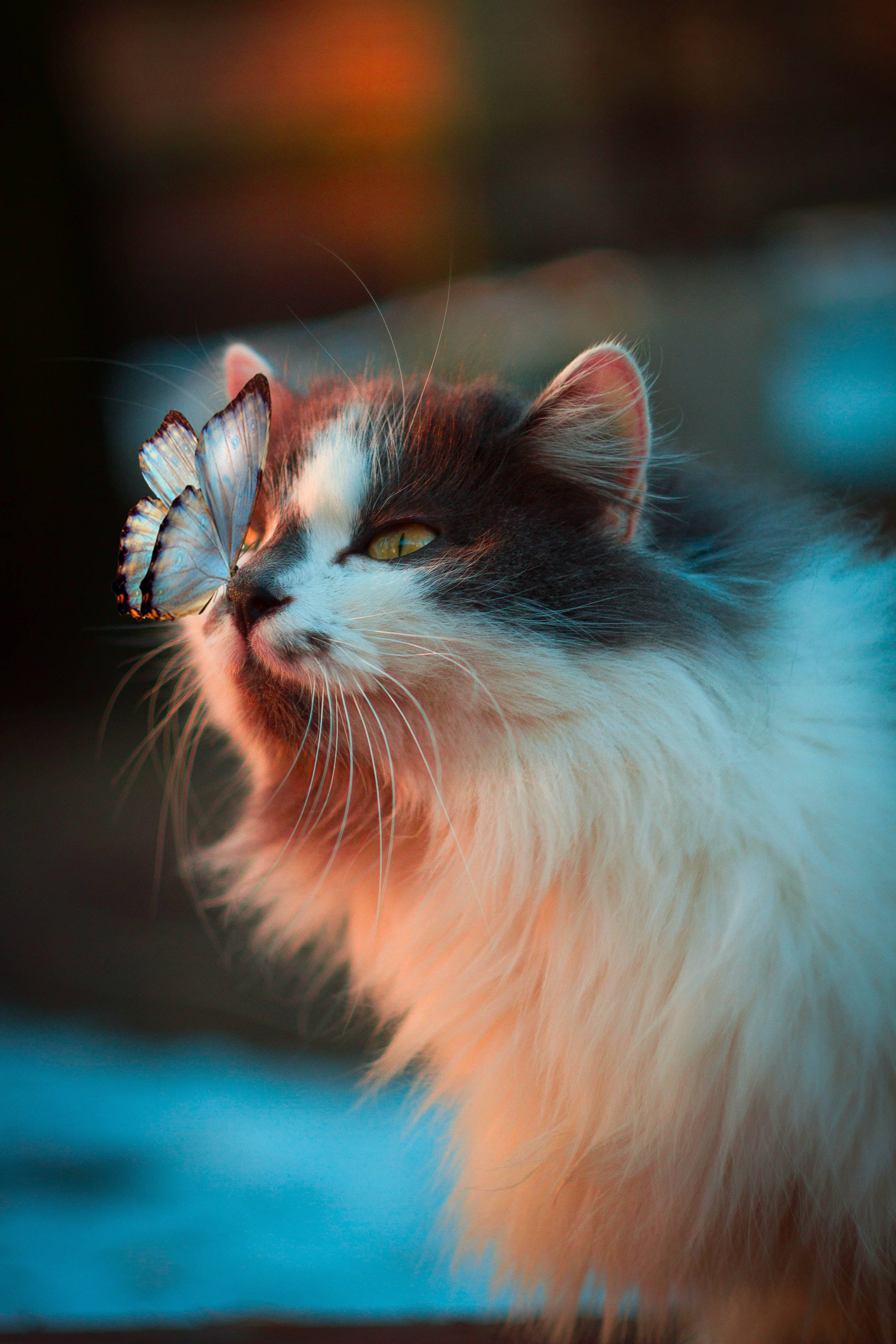 Sommerfugl og Norsk Skogkatt PFP Wallpapers