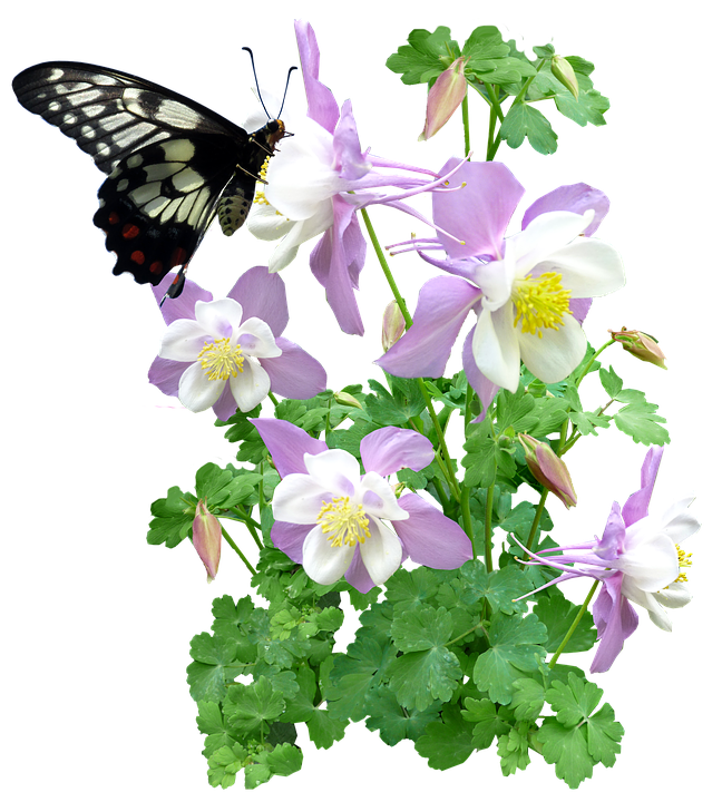 Sommerfugl på Akeleje-Blomster Wallpapers