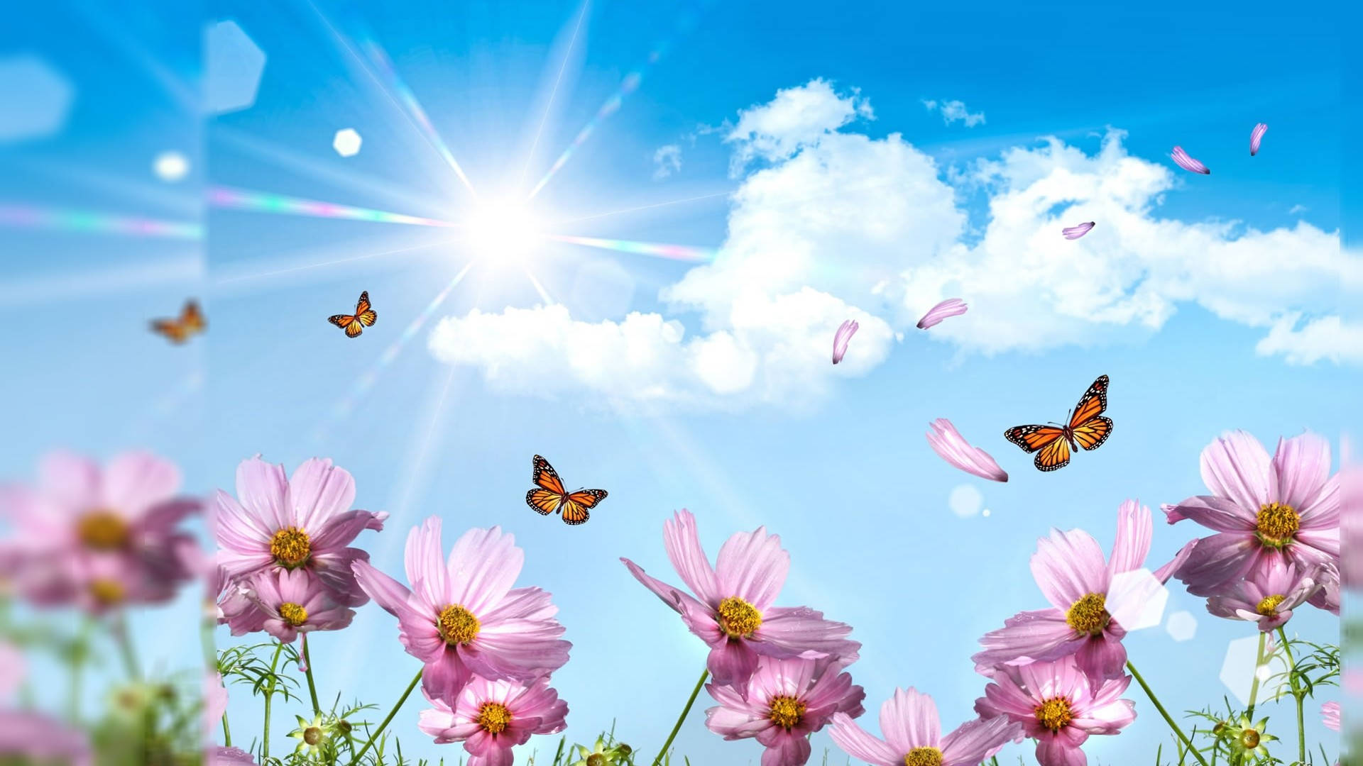 Sommerfugle sommer skrivebord Wallpapers