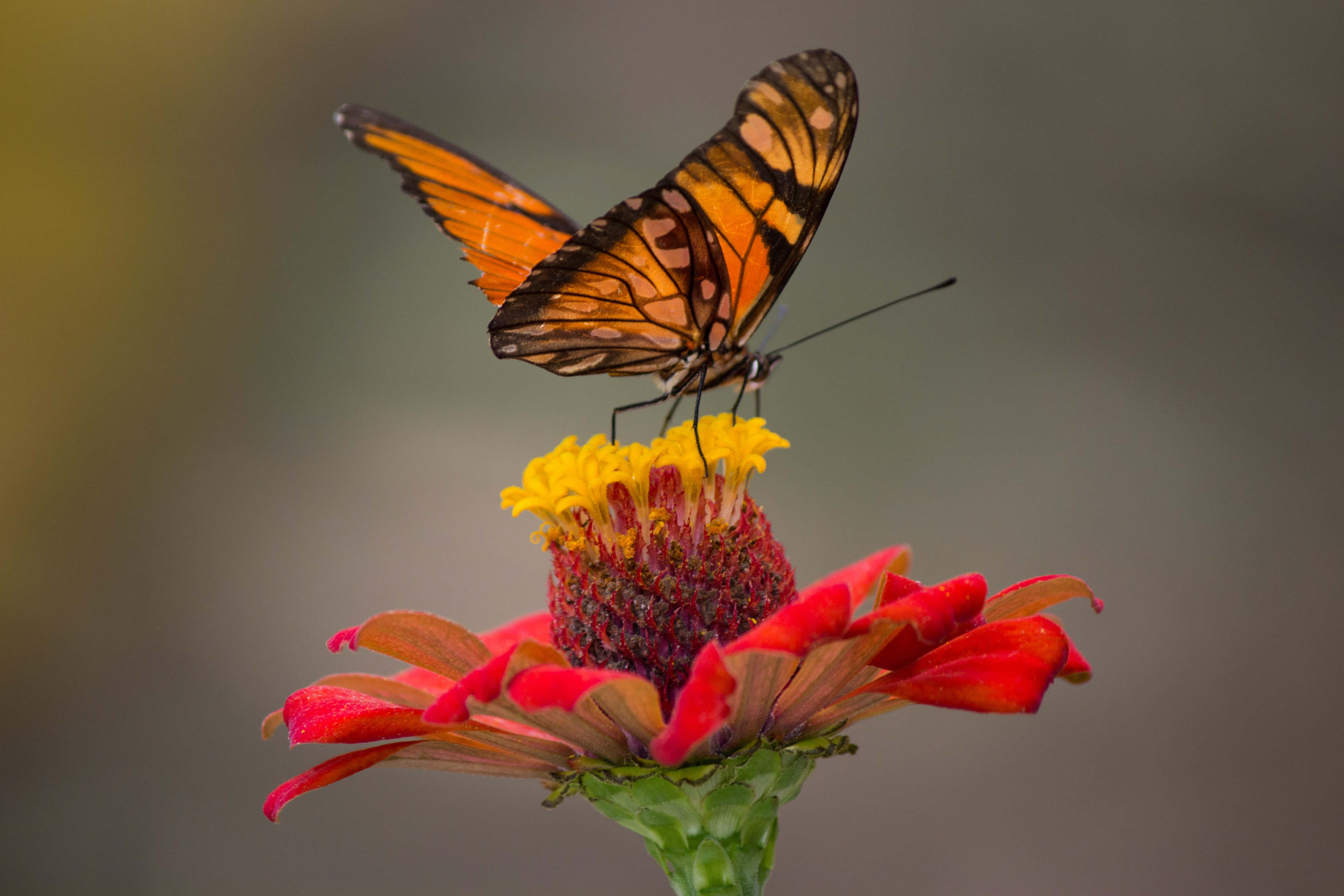 Sommerfugleæstetiske billeder Wallpapers