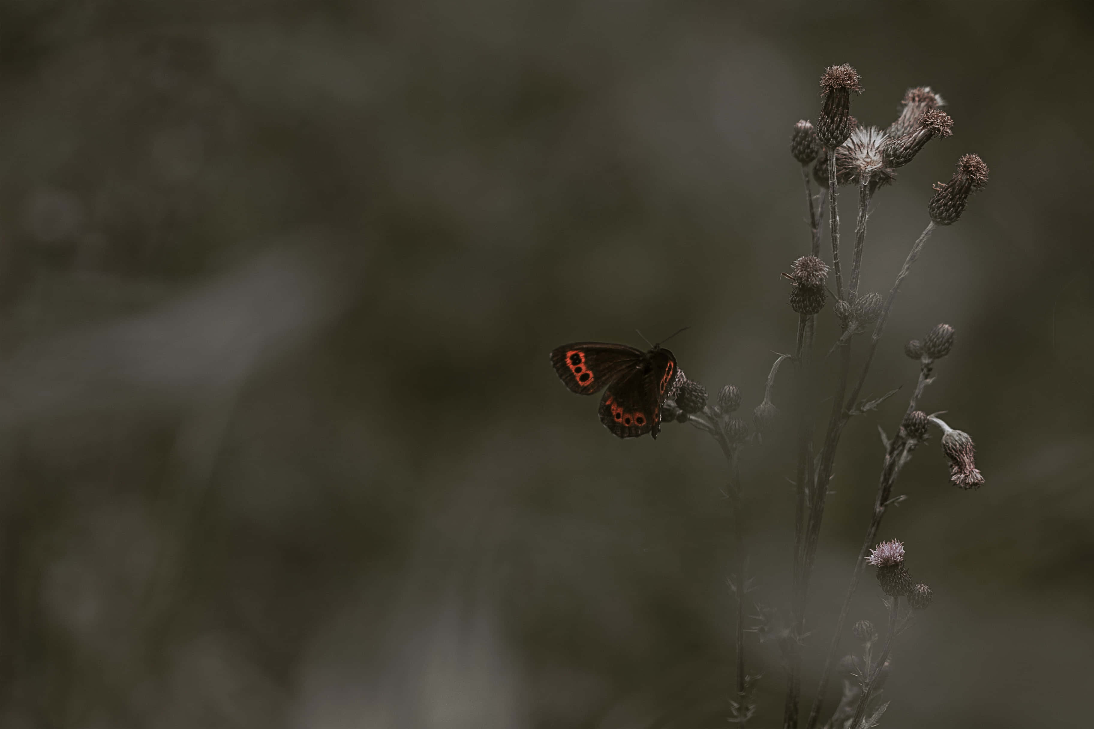 Sommerfugleæstetiske billeder Wallpapers