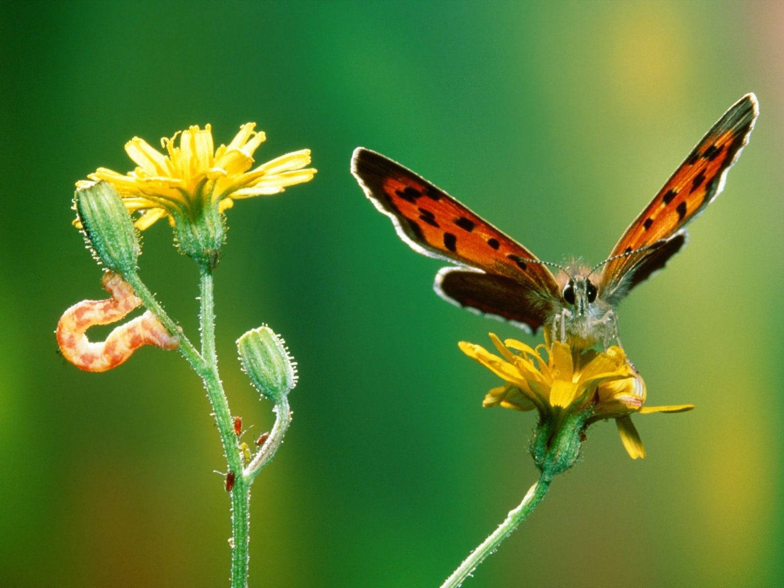 Sommerfuglelarve i Crepis-plante Wallpapers