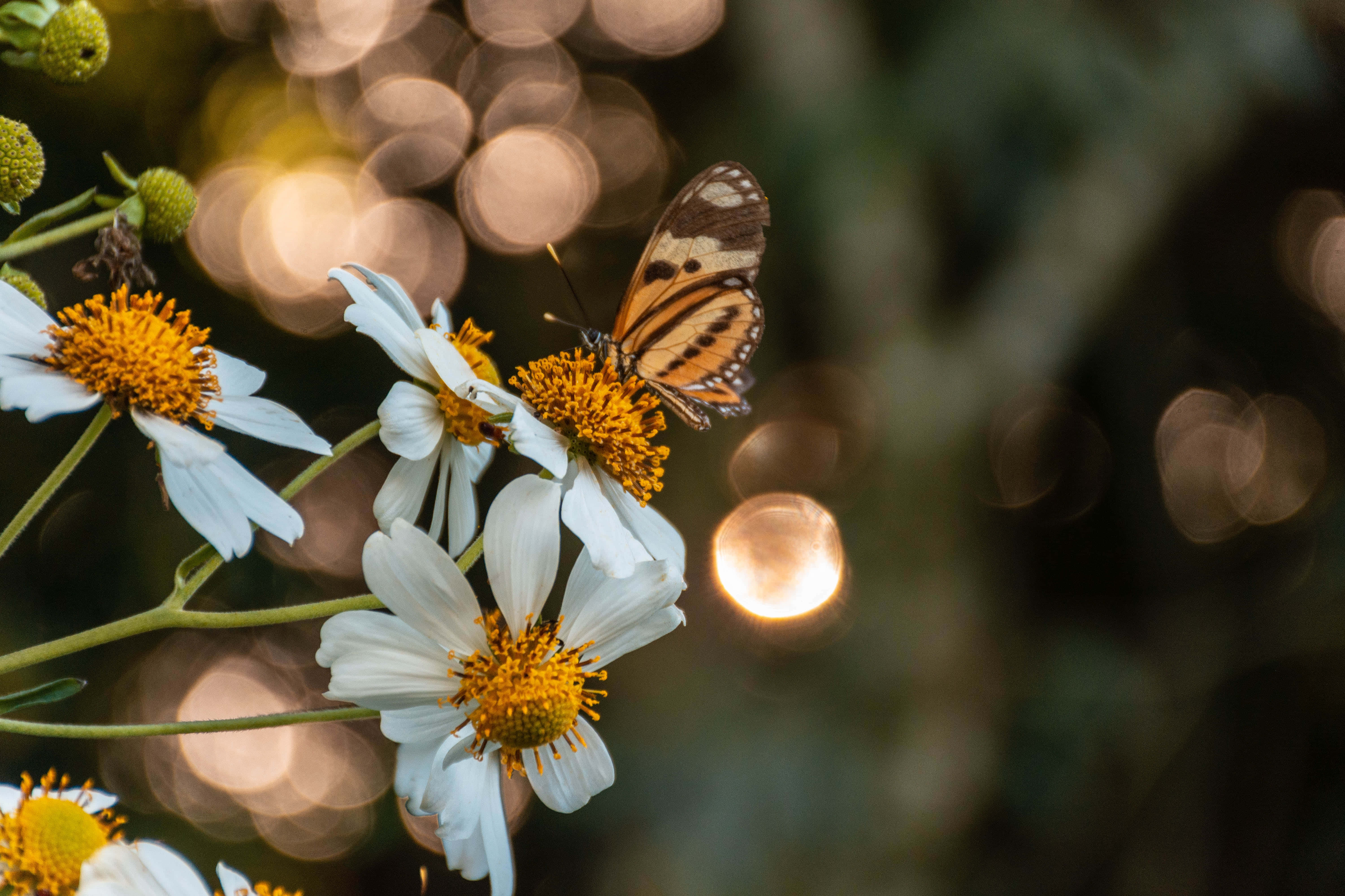 Sommerfugleæstetik billeder Wallpapers