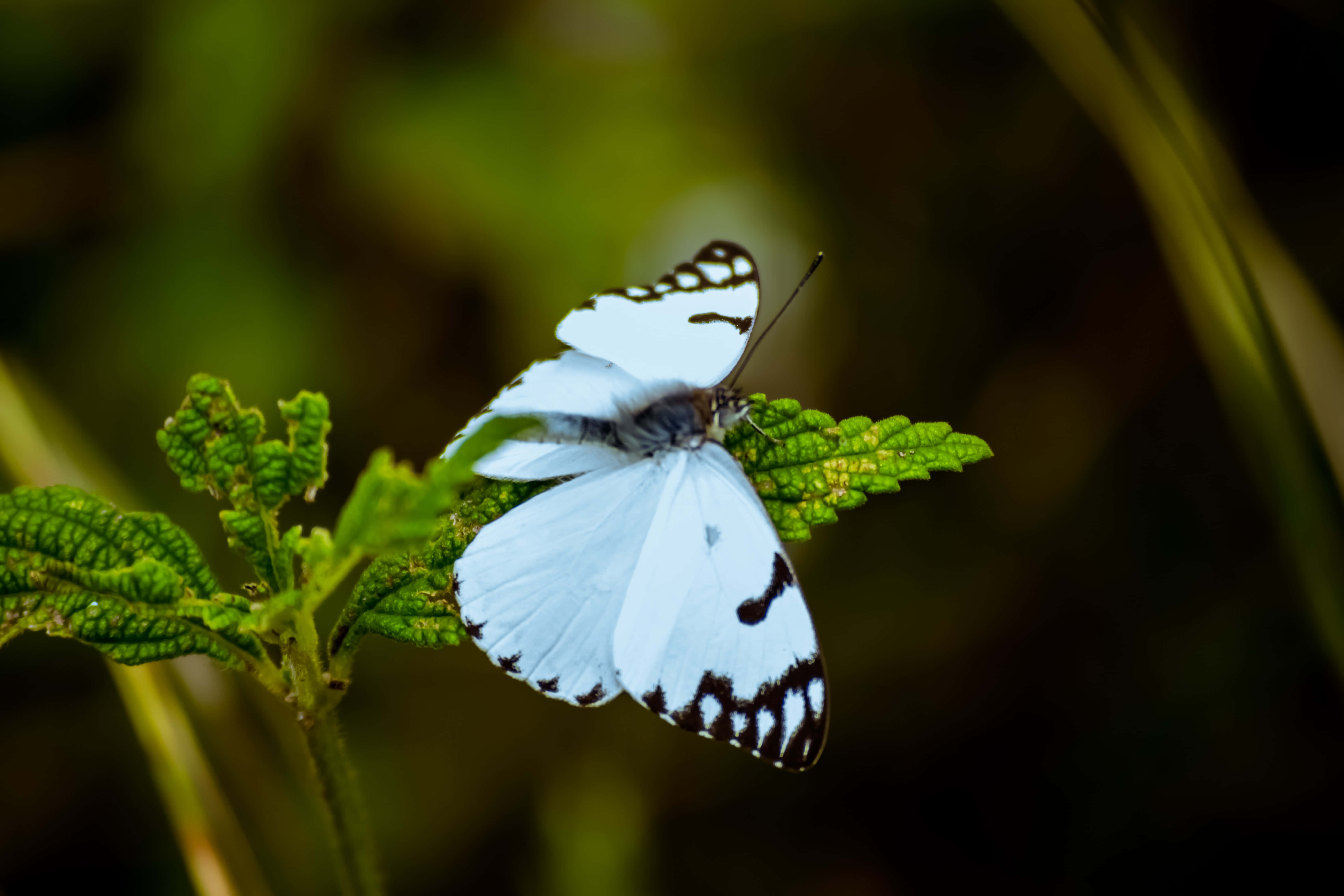 Sommerfugleæstetiske billeder Wallpapers