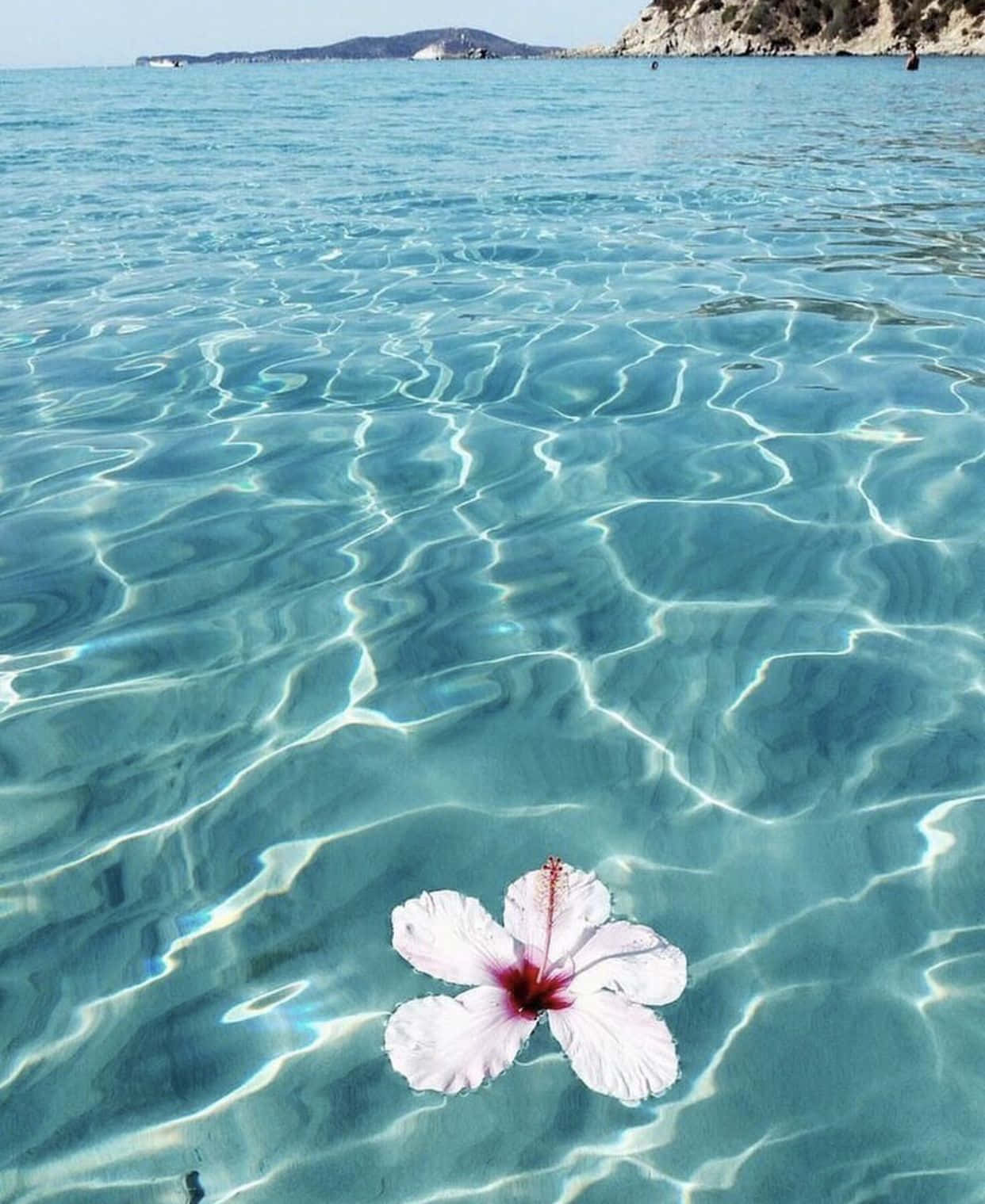 Sommerglæde Hibiscus Wallpapers