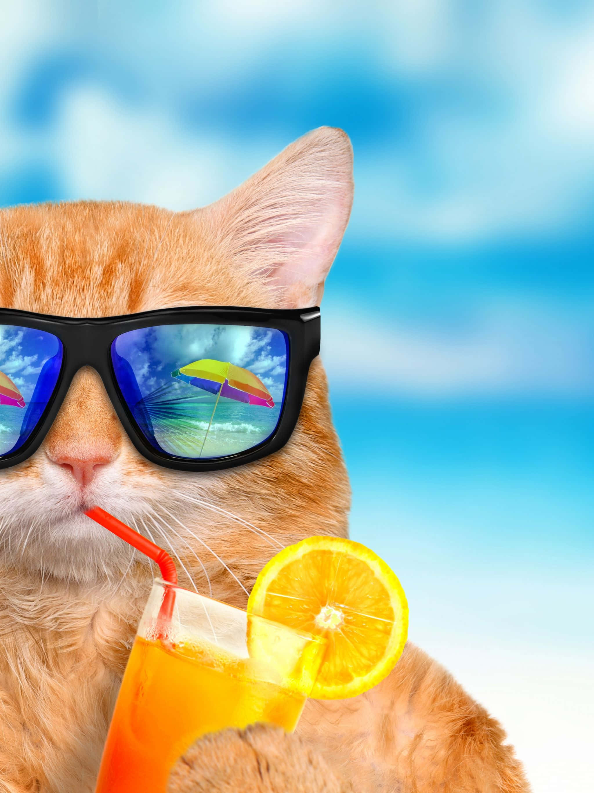 Sommerhygge Cool Cat Wallpapers