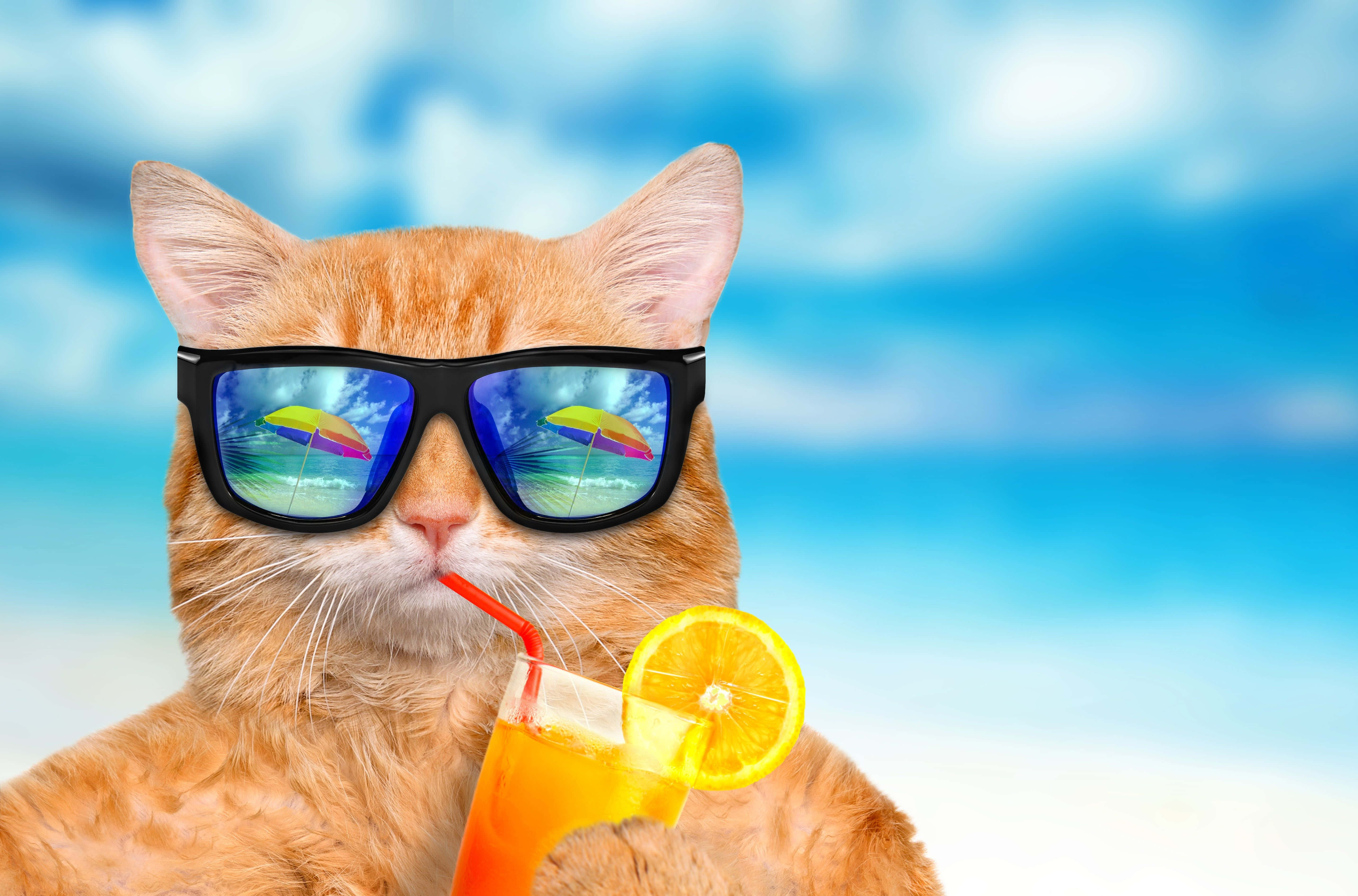 Sommerkat med en drink Wallpapers