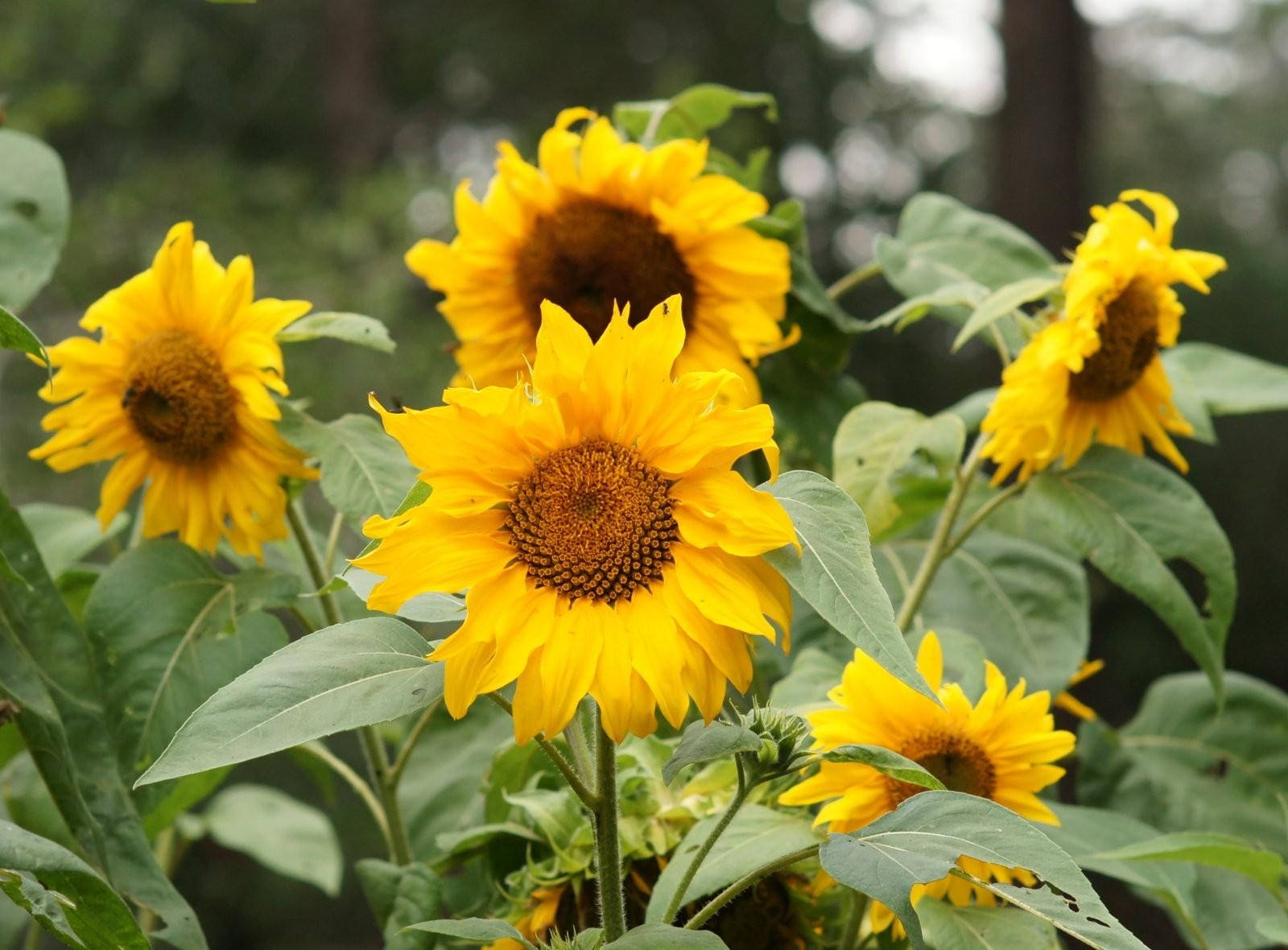 Sommersolsikker i fuldt flor Wallpapers