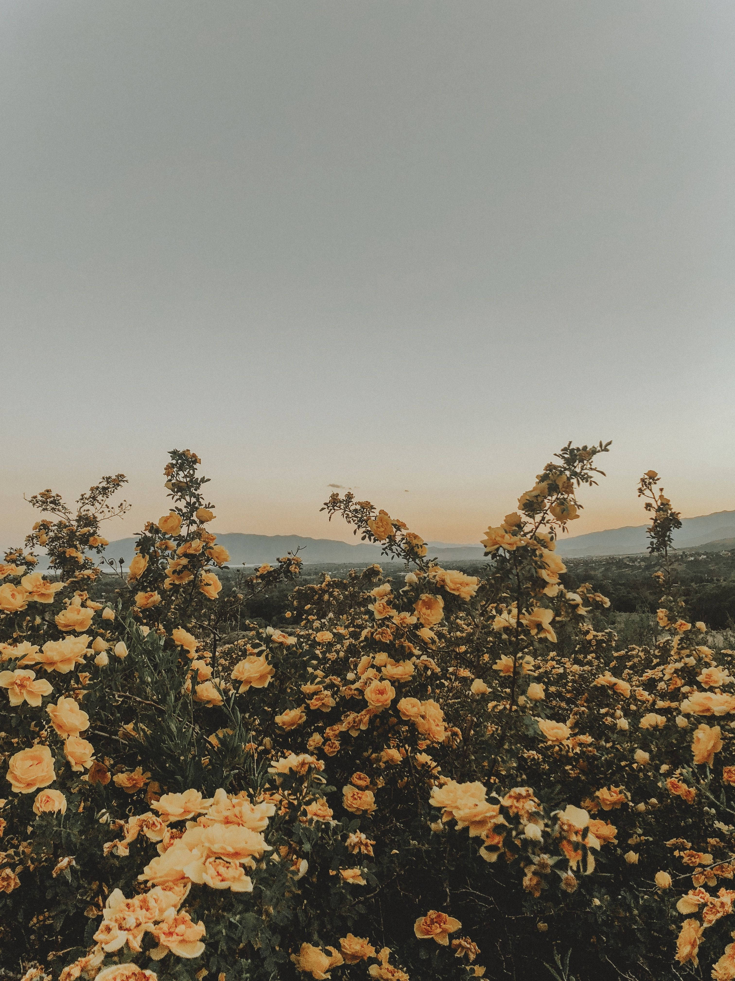 Sommeræstetik med gule blomster Wallpapers
