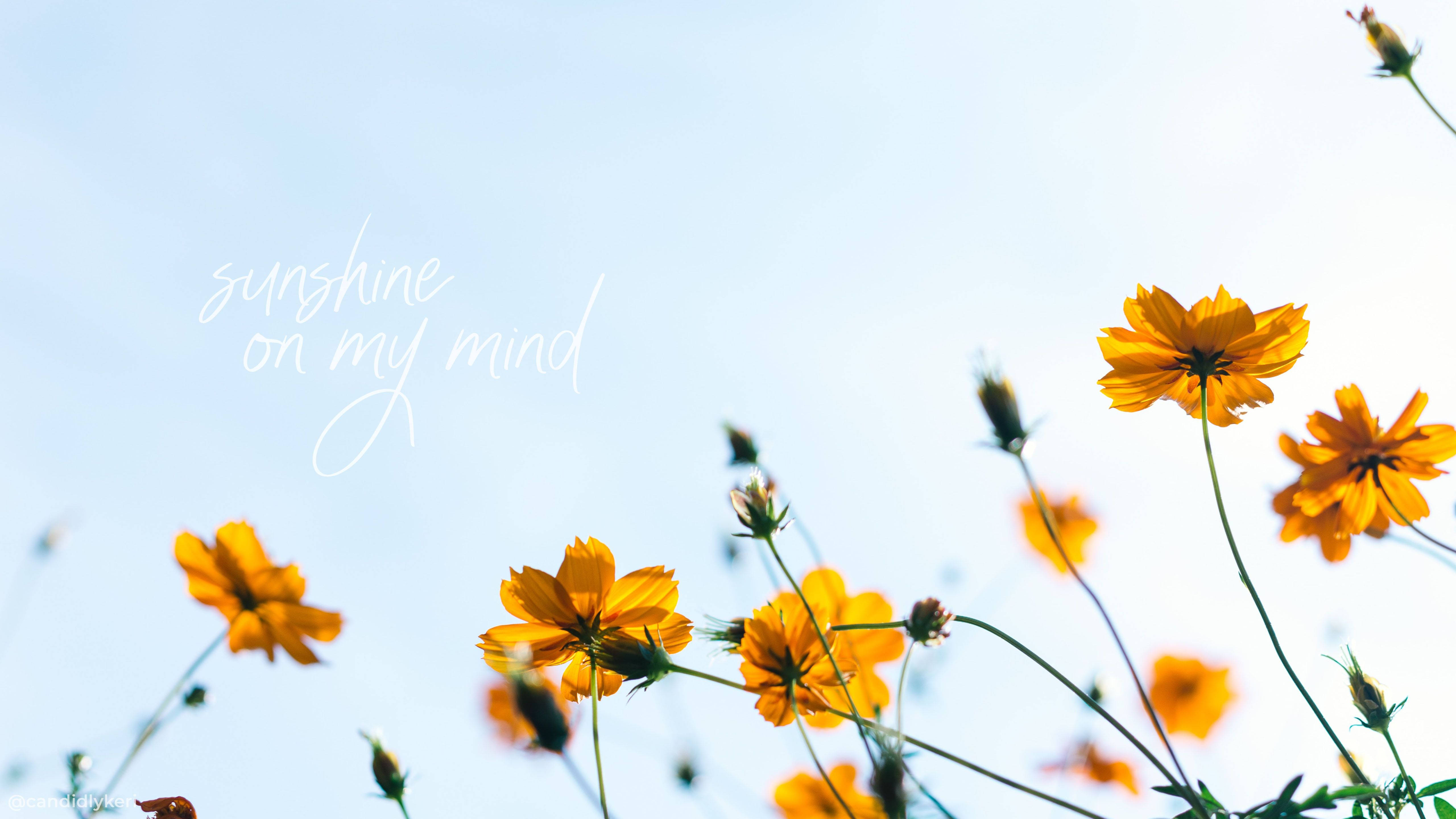 Sommeræstetik Solskinsblomst Citat Wallpapers