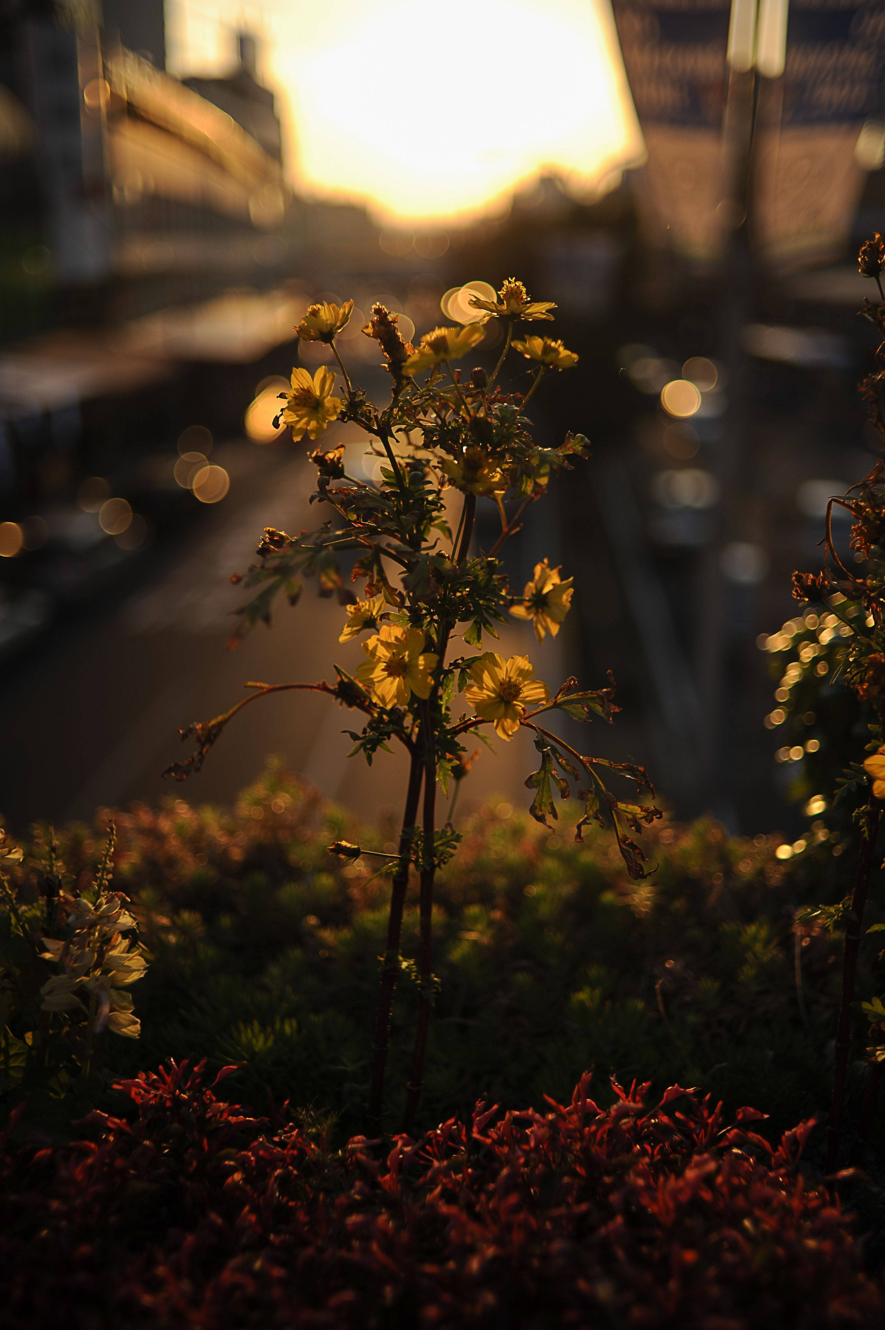 Sommeræstetisk blomsterfokusbillede Wallpapers