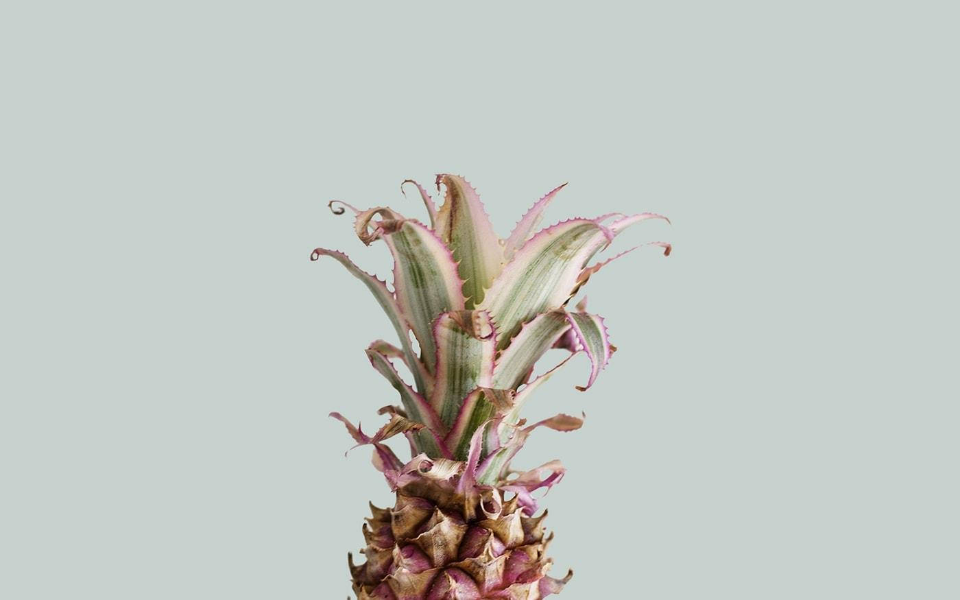 Sommeræstetisk lyserød ananas Wallpapers