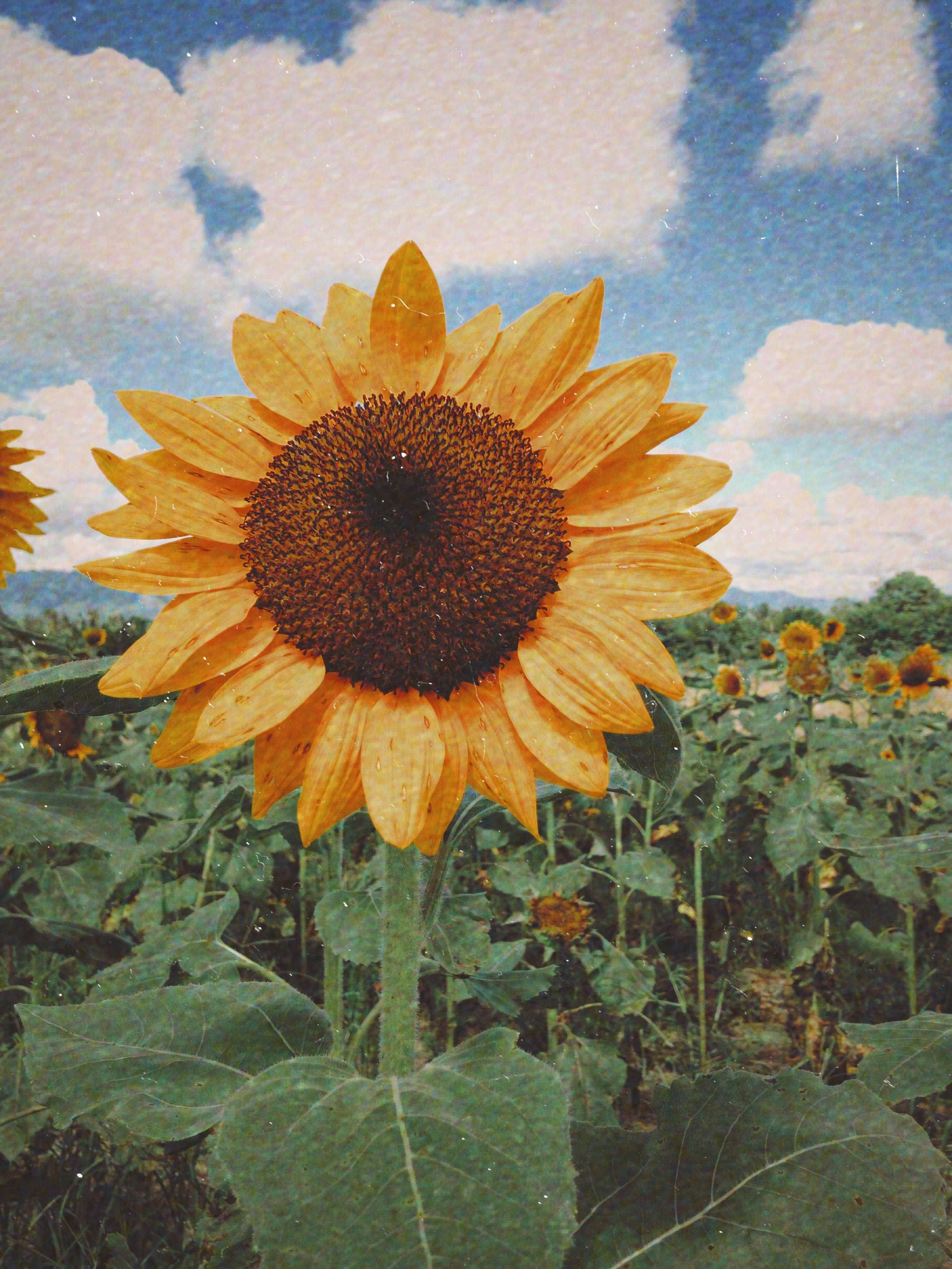 Sommeræstetisk solsikke Wallpapers