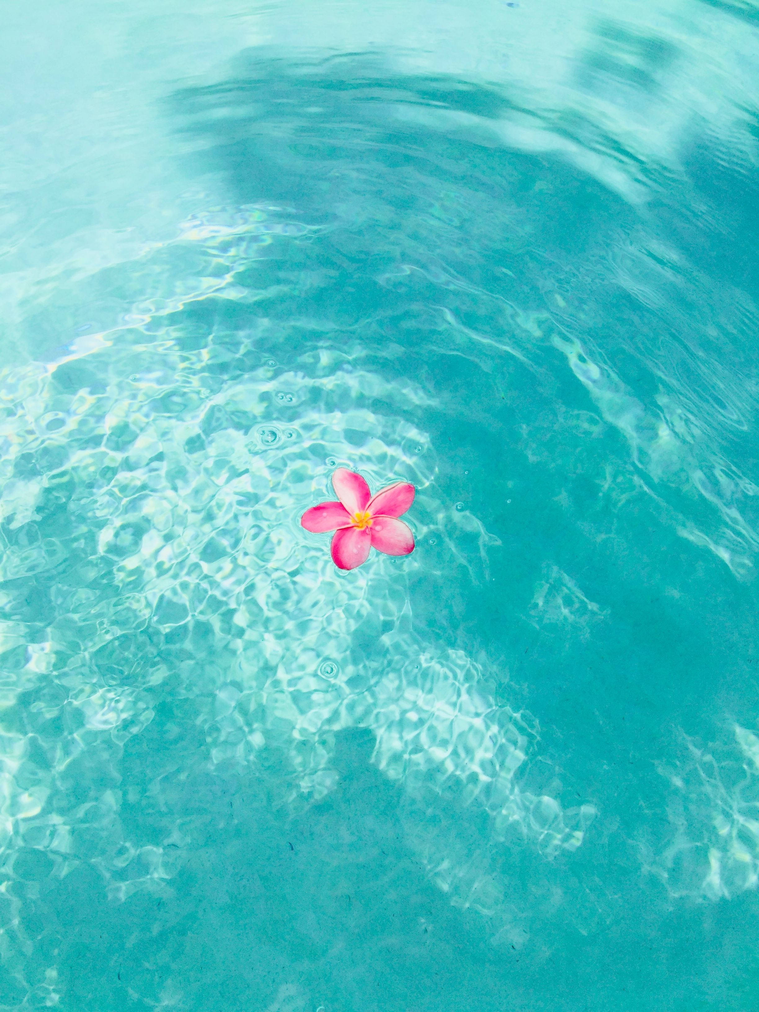 Sommertelefon lyserød blomst på pool Wallpapers
