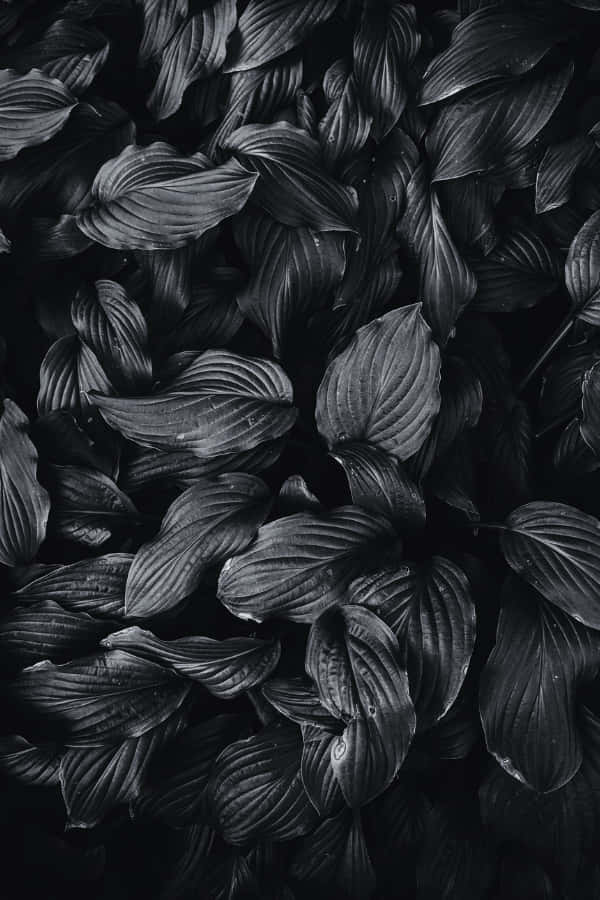 Sort æstetisk busk med blade baggrund Wallpapers