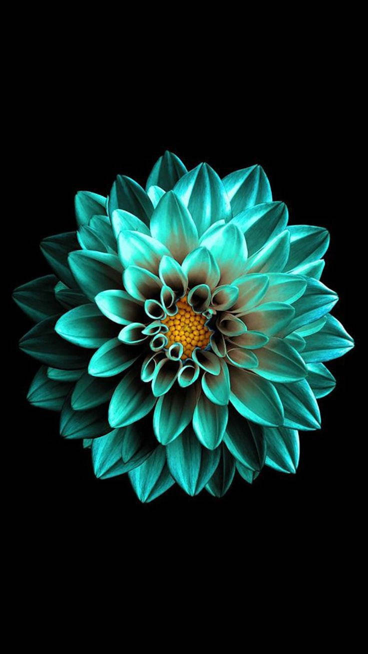 Sort AMOLED smaragdblomst Wallpapers