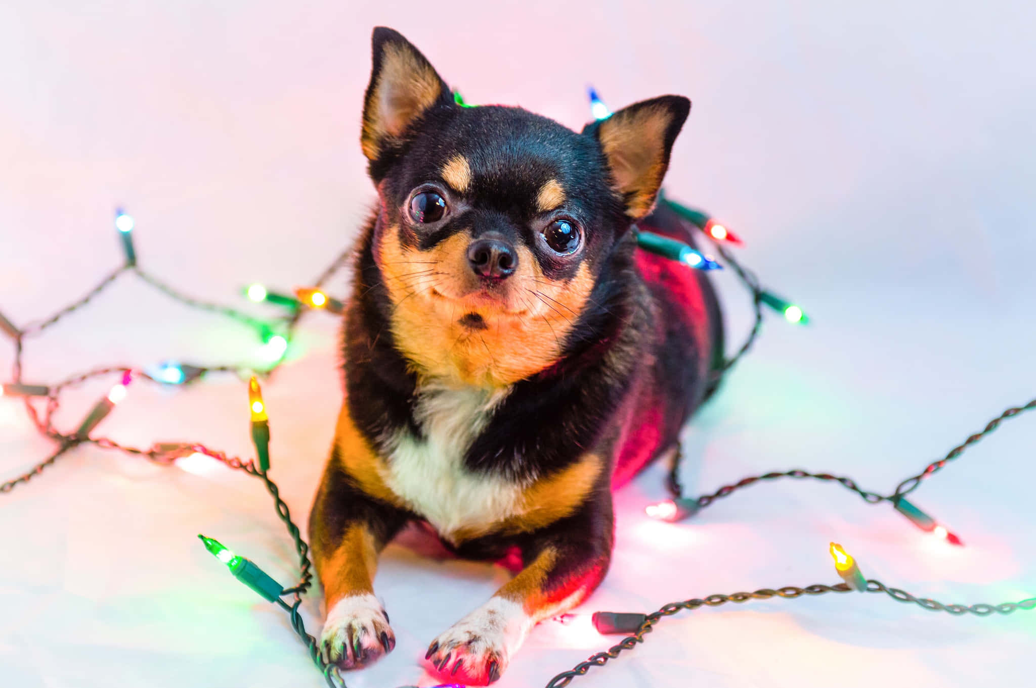 Sort Chihuahua Hund leger med julelys Wallpapers