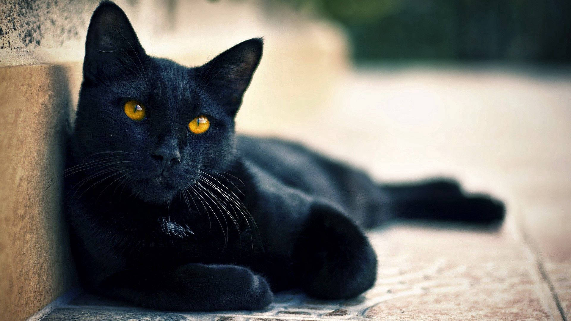 Sort Dyr Liggende Kat tapet — Sort Wallpapers