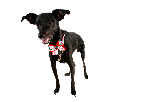 Sort hund med ferieslips Wallpapers