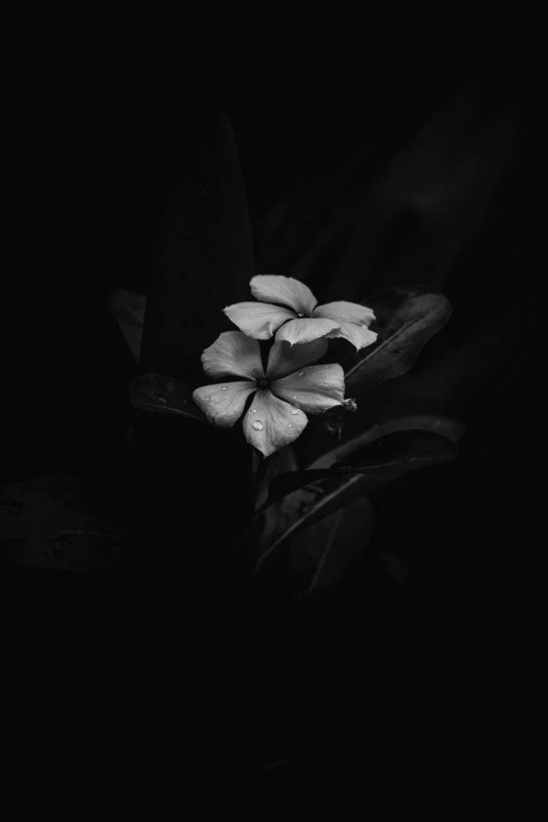 Sort-hvid Frangipani iPhone Mørk Wallpapers