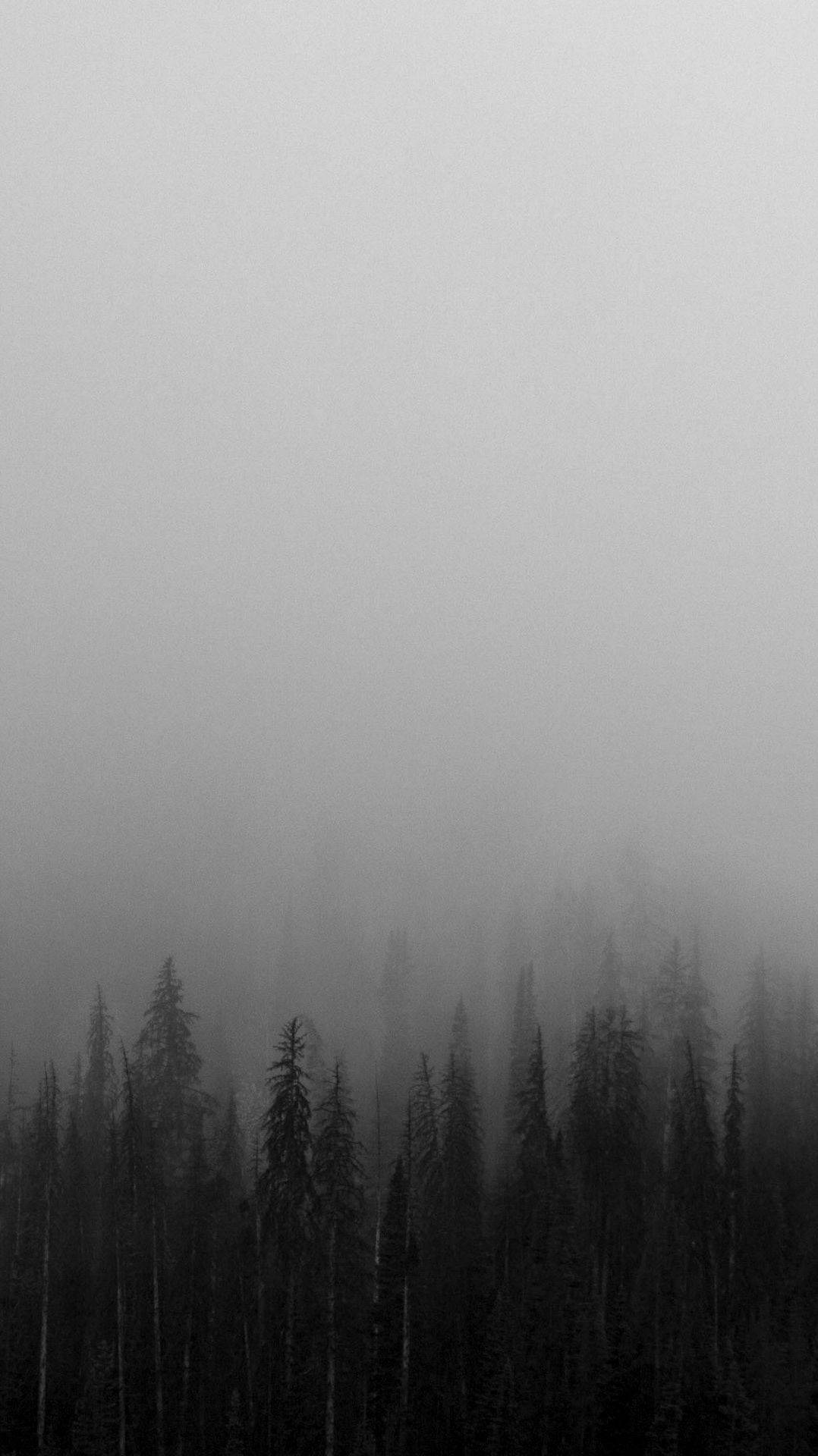 Sort hvid iPhone tåget skov Wallpapers