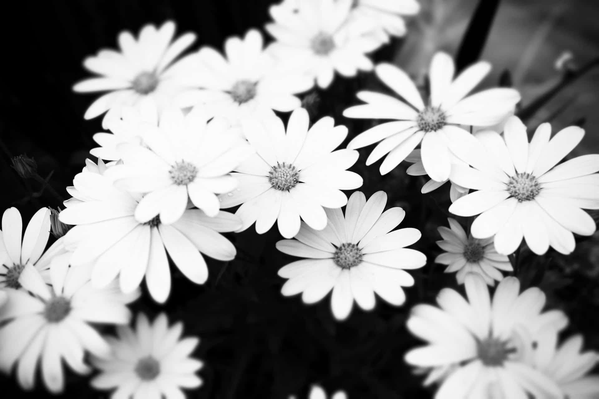 sort/hvidt foto af margueritter Wallpapers