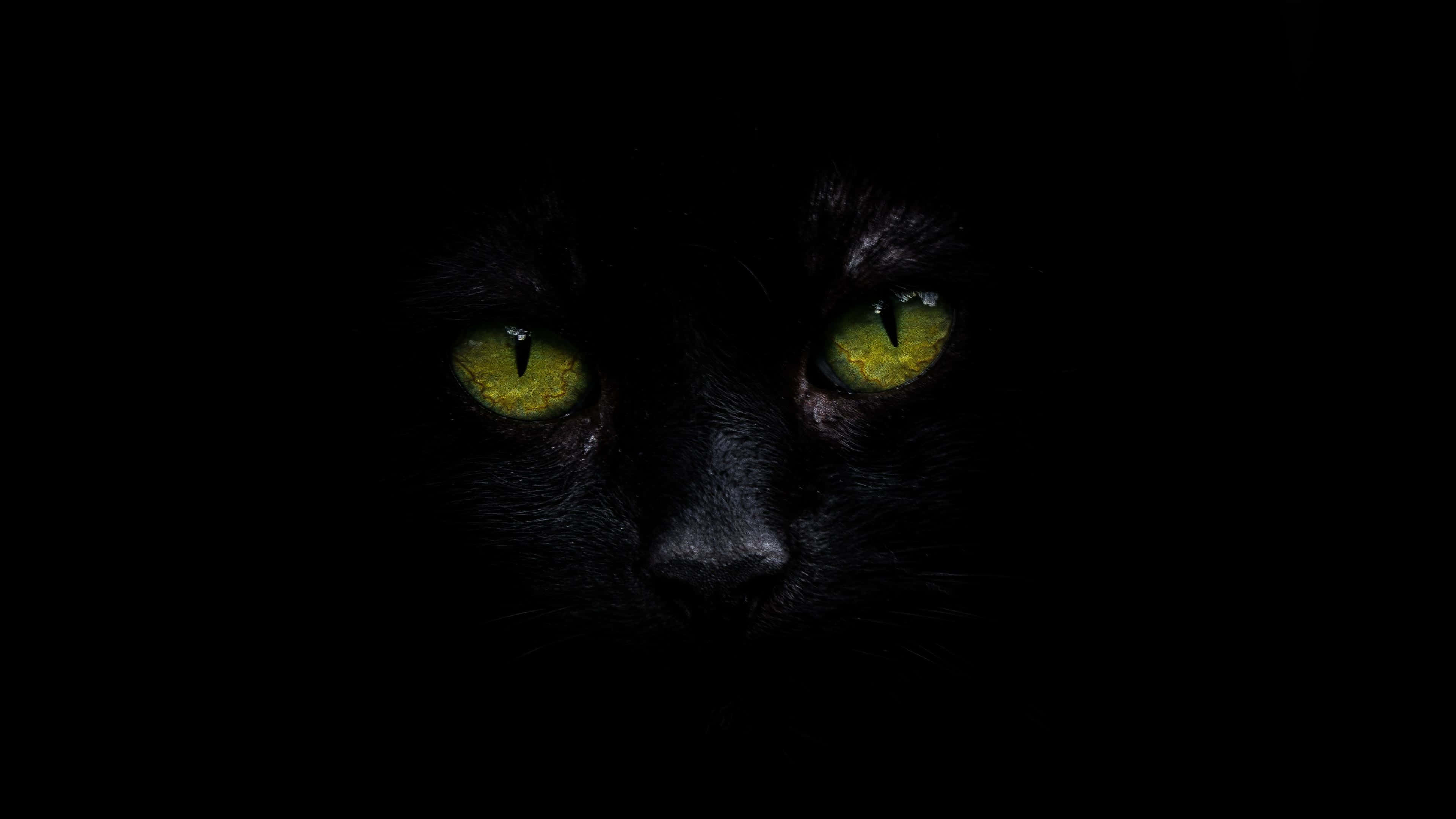 Sort kat 4K OLED-baggrund Wallpapers