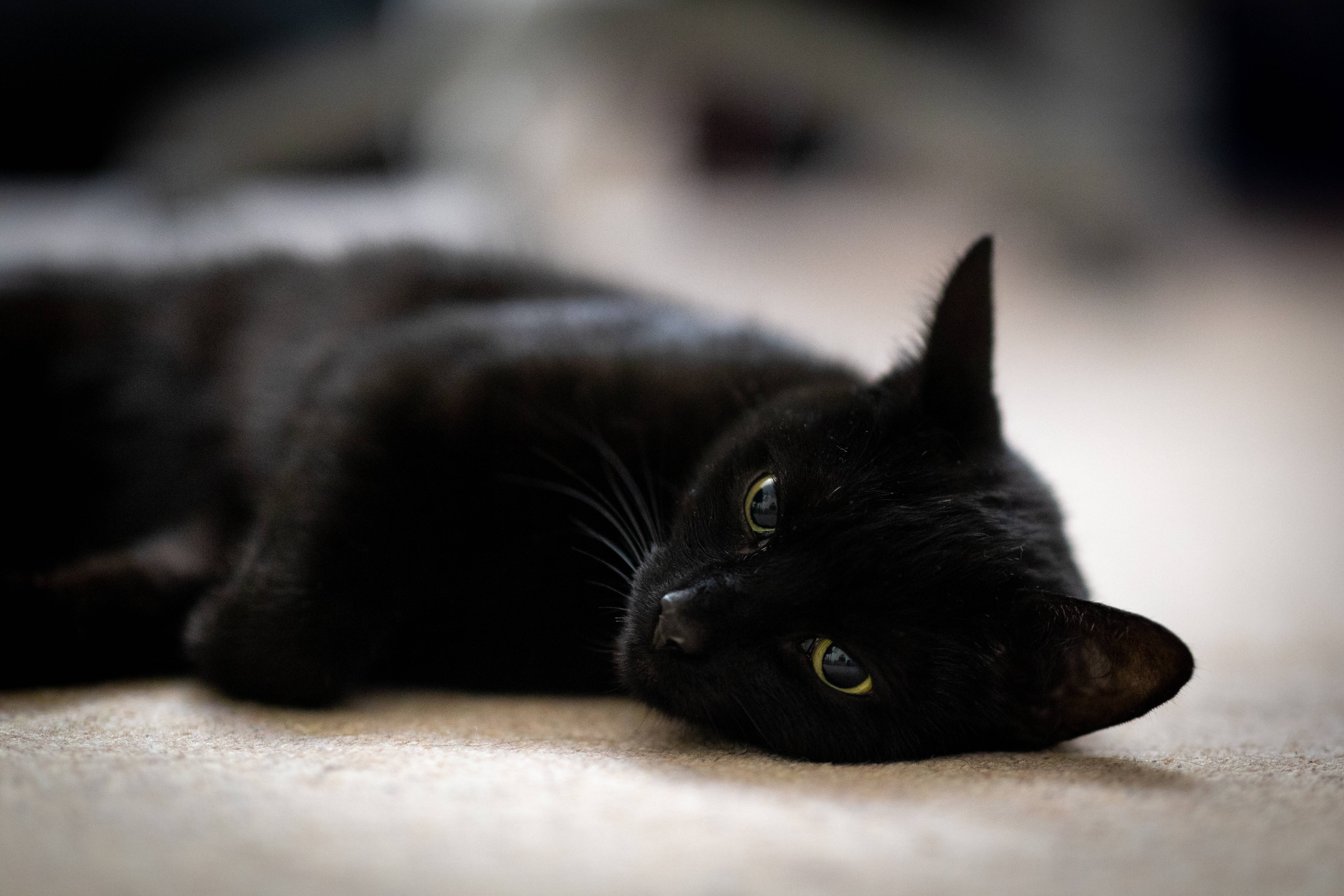 Sort kat der ligger ned Wallpapers