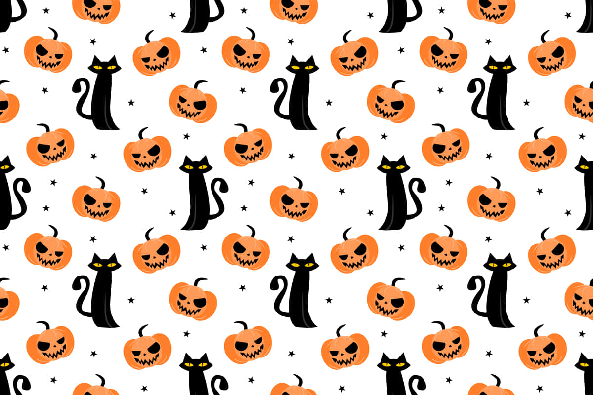 Sort kat, det purrrfekte kæledyr Wallpapers