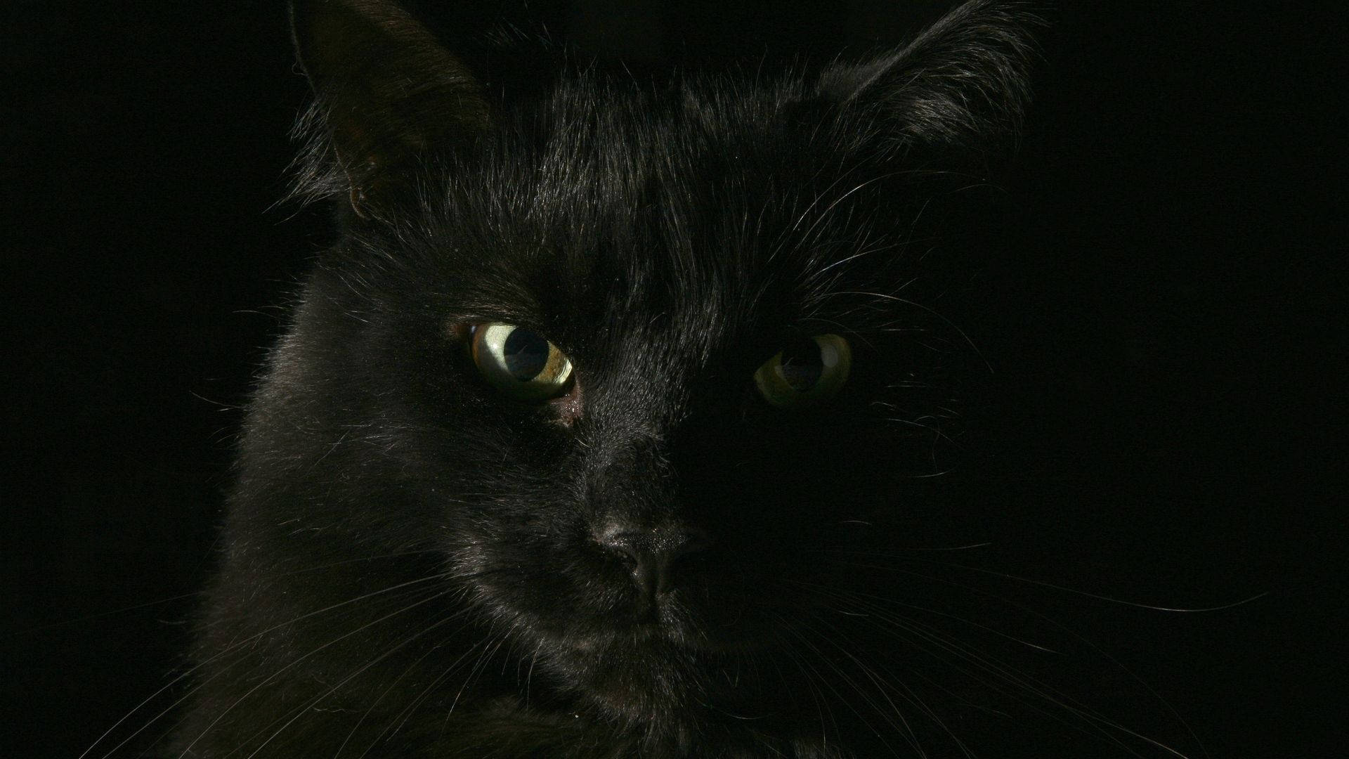 Sort Kat Dyr Nærbillede tapet — Sort Wallpapers