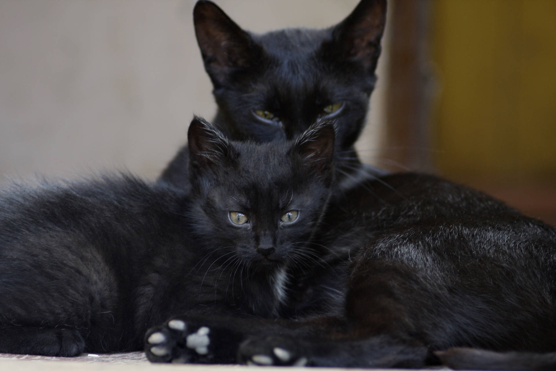 Sort Kat Familie Dyr tapet — Sort Wallpapers