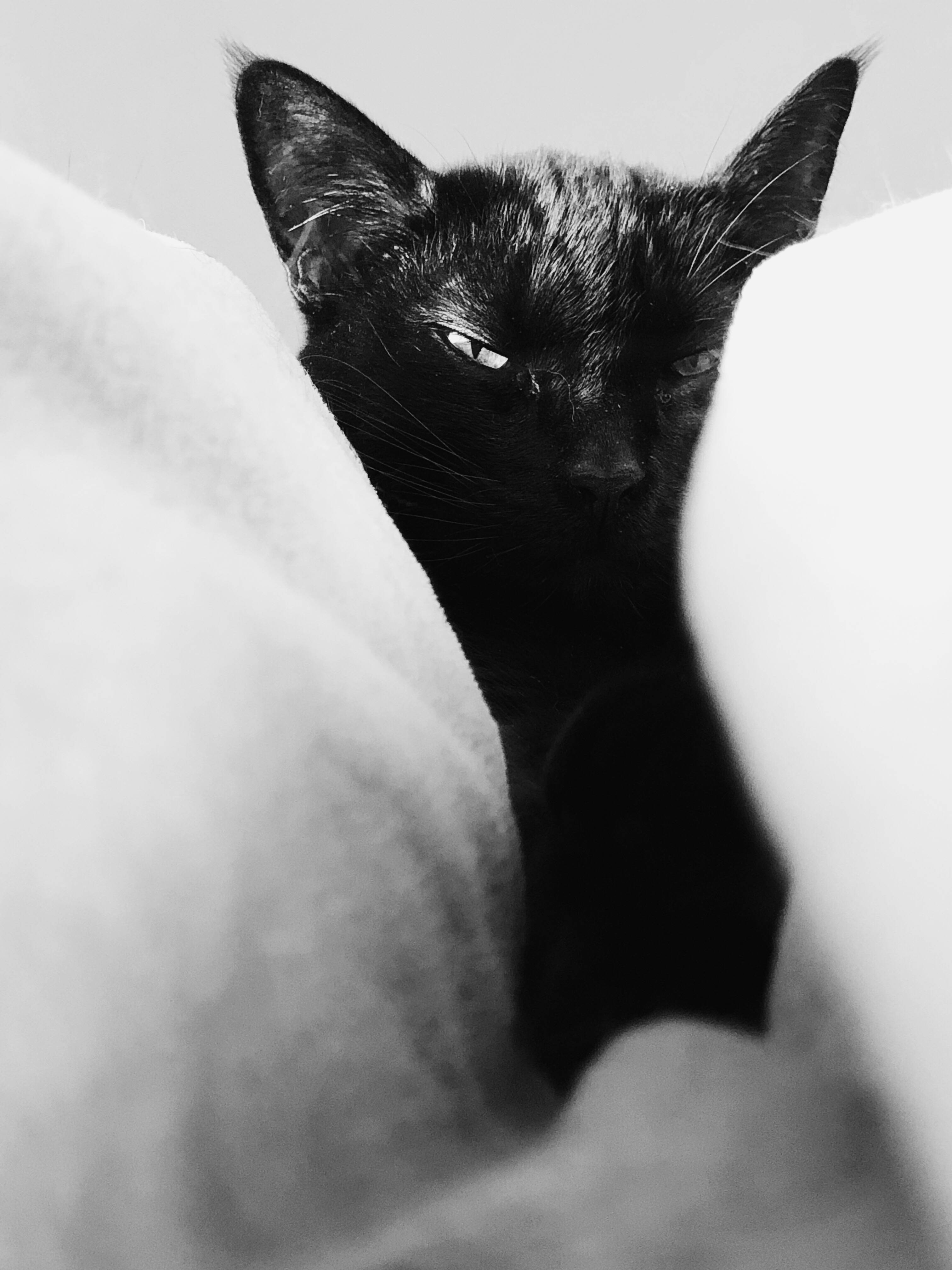 Sort kat hvide puder Wallpapers