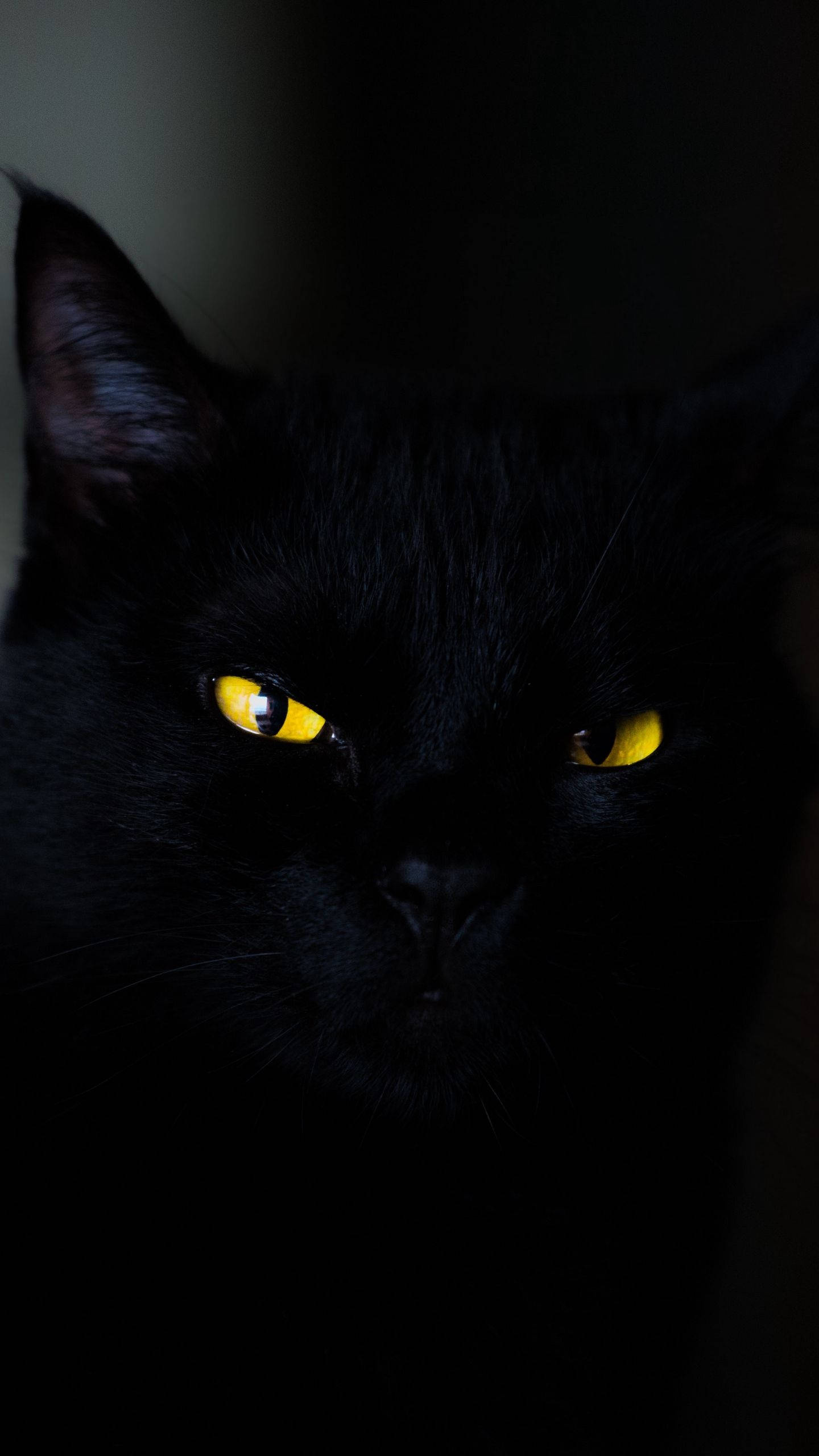 Sort kat iPhone 6 Plus Wallpapers