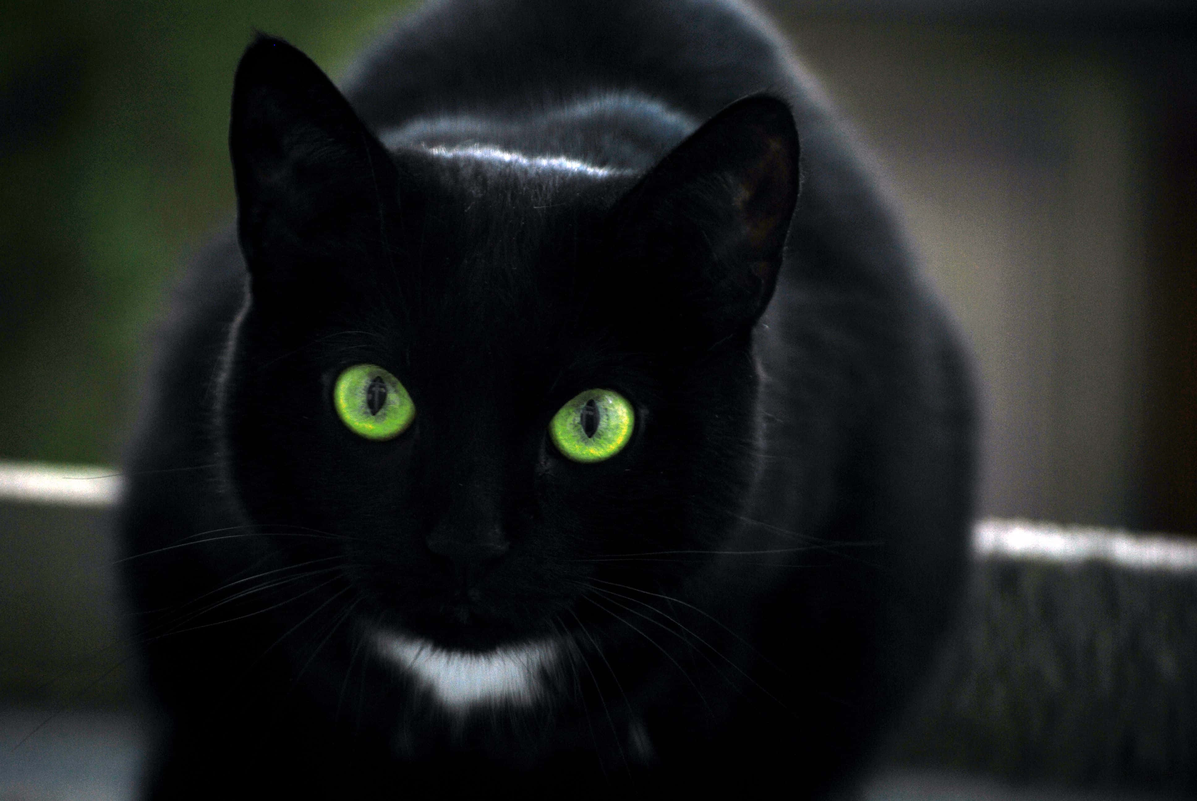 Sort kat med grønne øjne Wallpapers