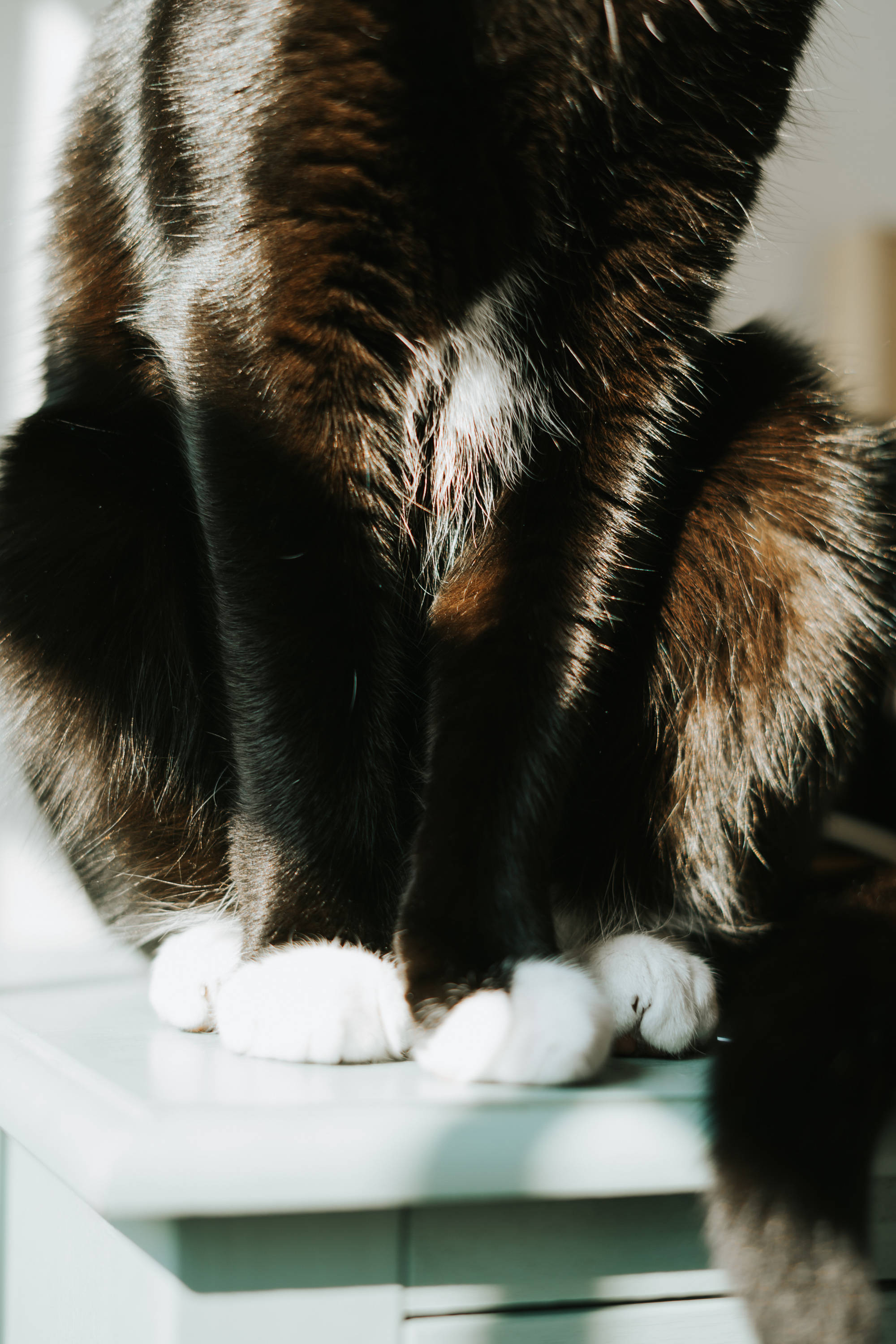 Sort kat med hvide poter Wallpapers