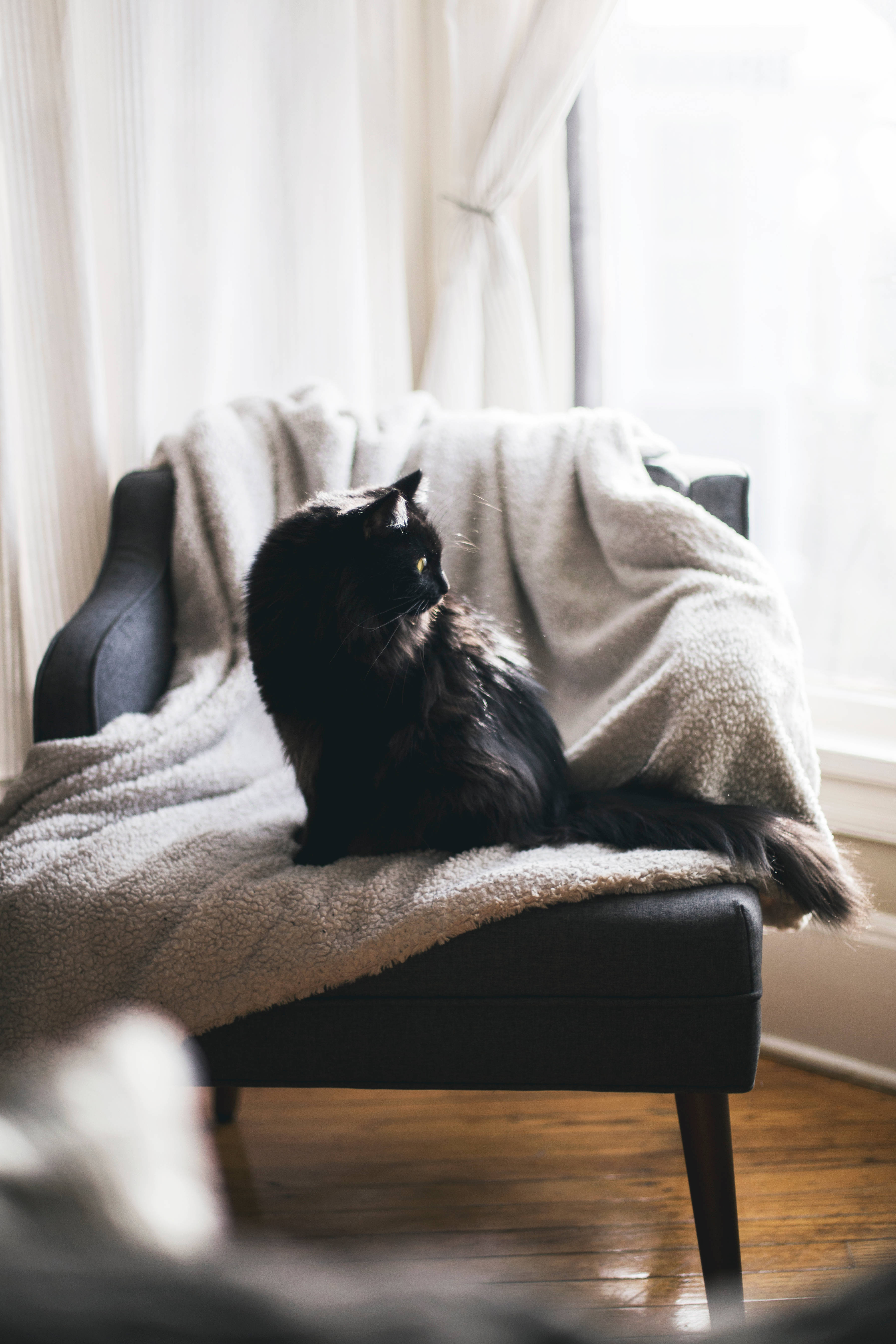 Sort kat på polstret stol Wallpapers