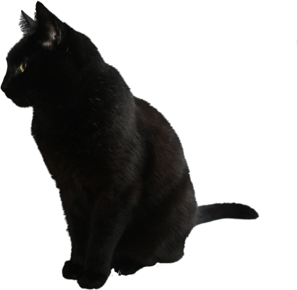 Sort kat set fra siden Wallpapers