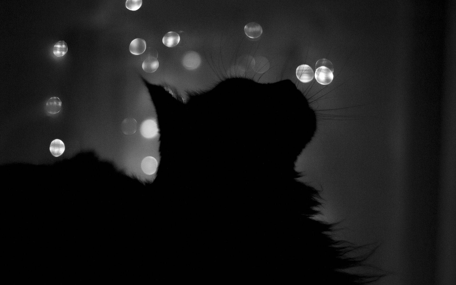 Sort kat silhouet Wallpapers