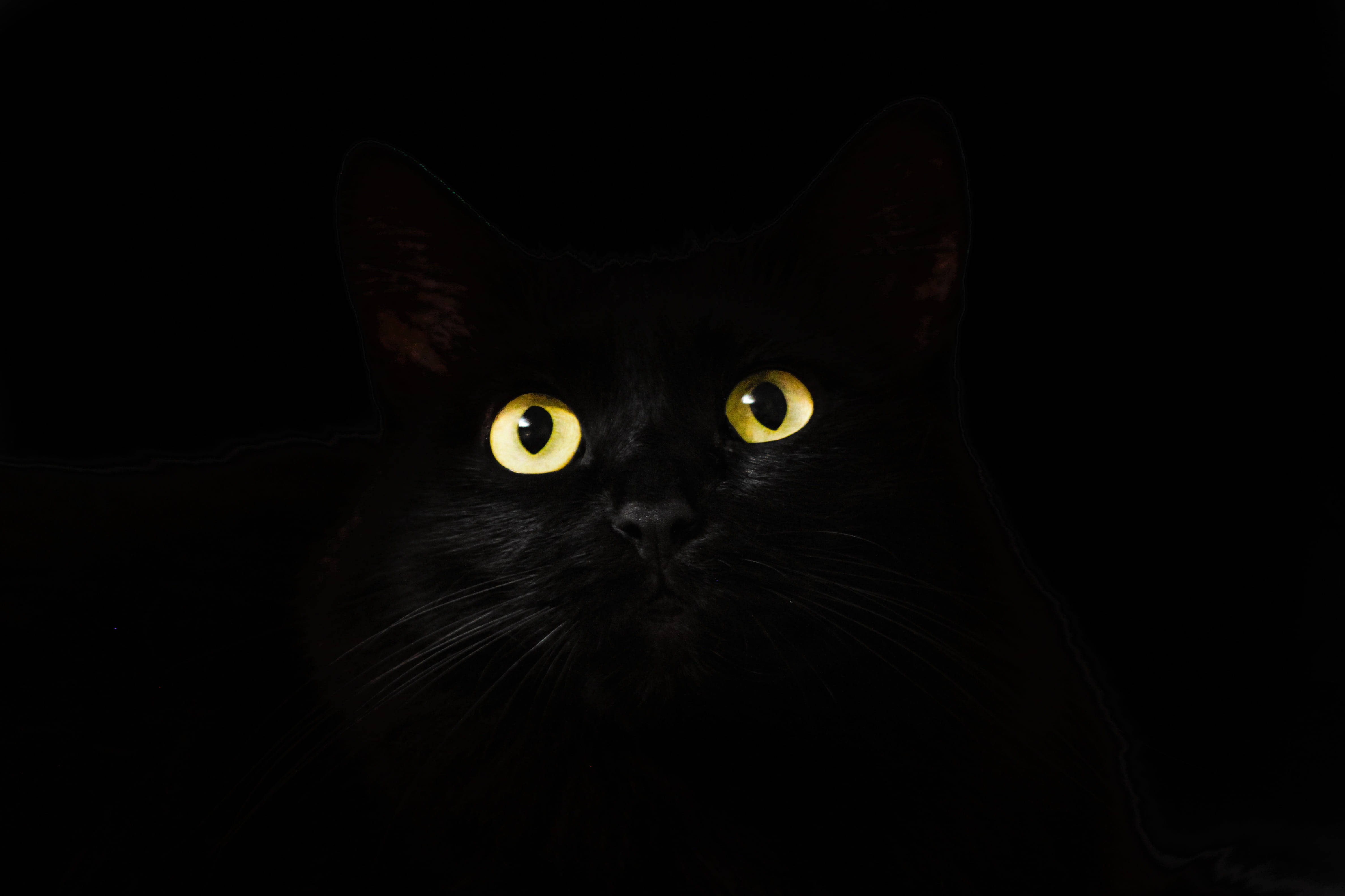 Sort kat sort og hvid profilbillede Wallpapers
