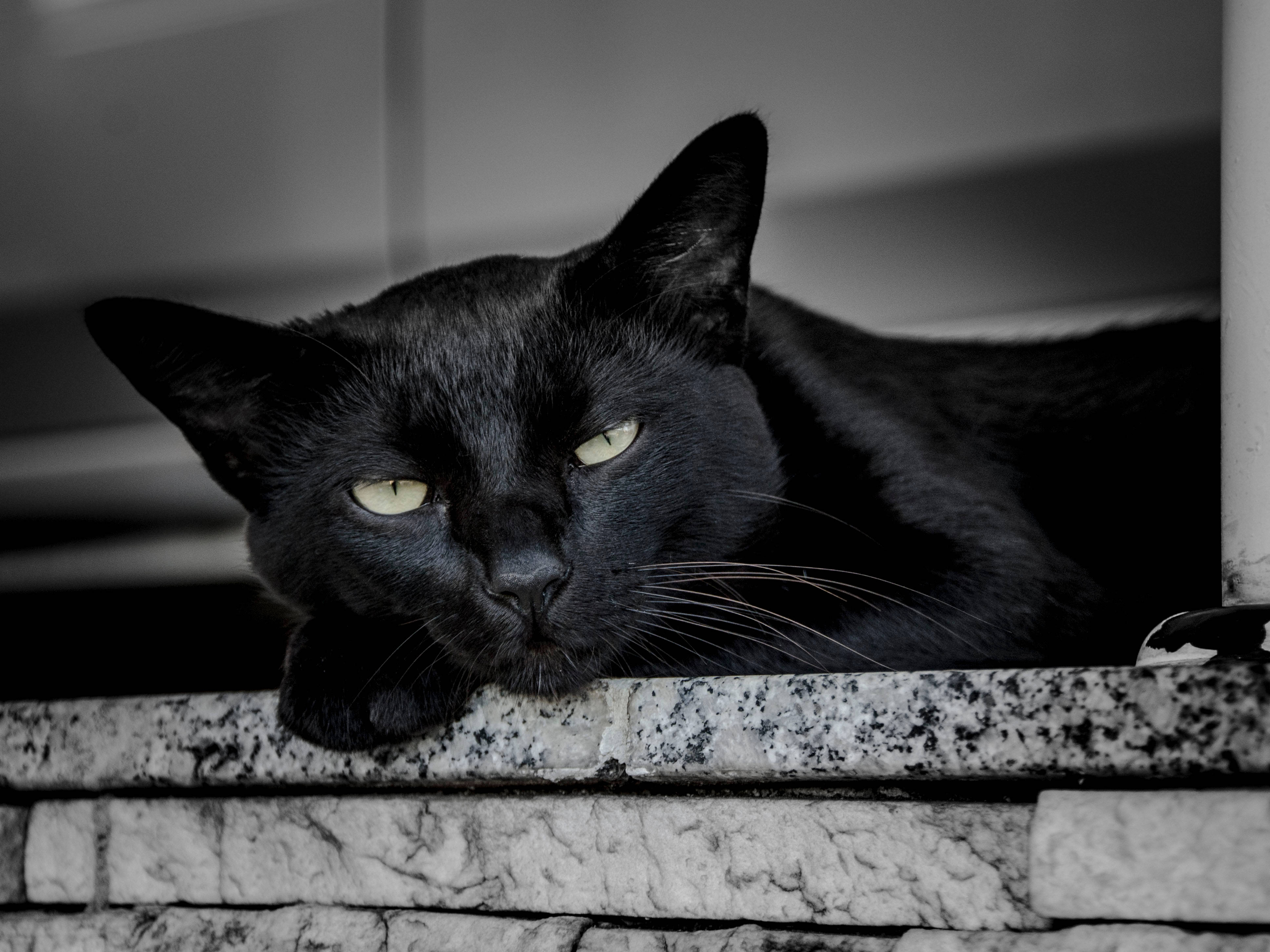 Sort kat vågner op Wallpapers