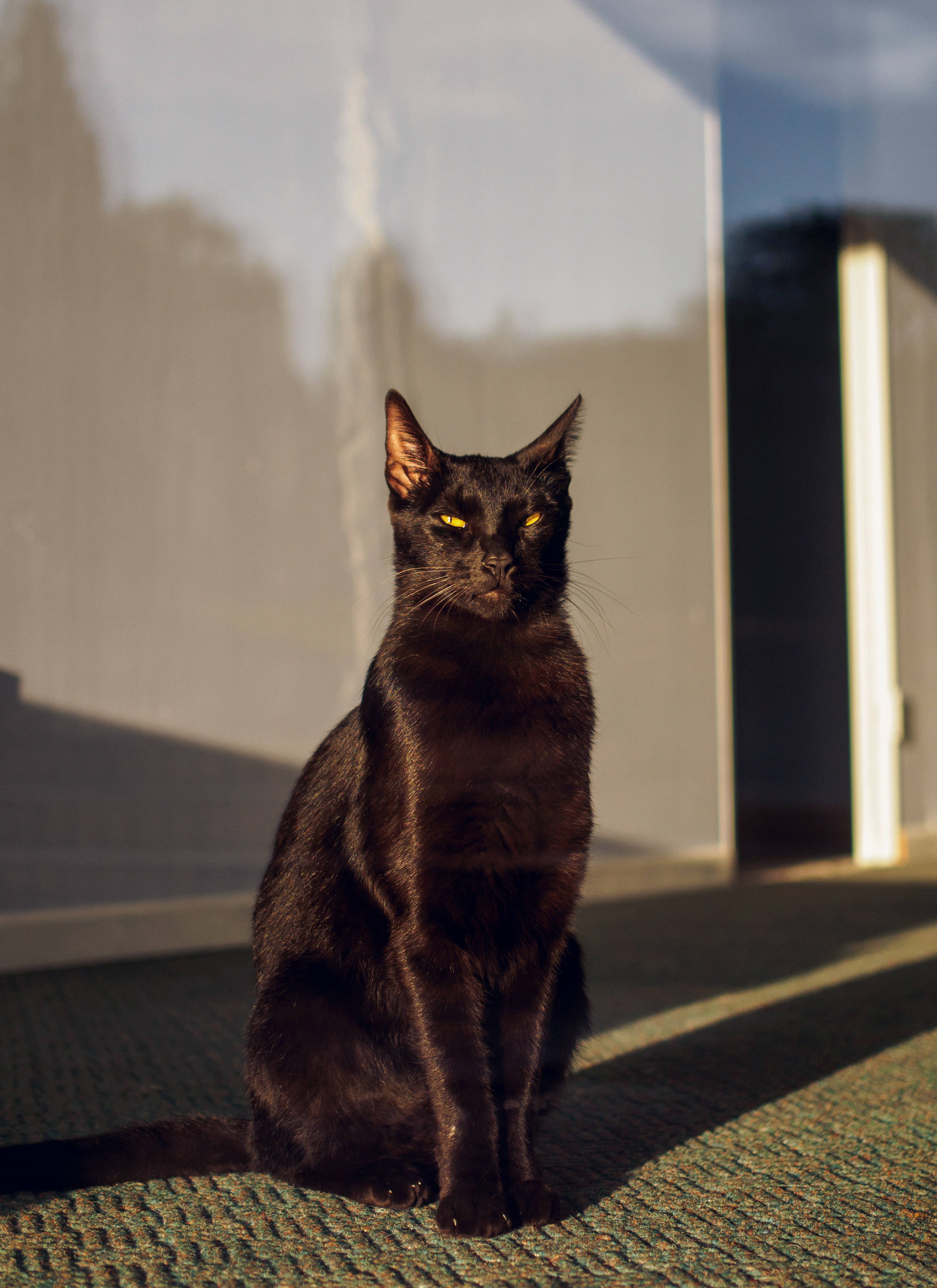 Sort kat ved solrigt vindue Wallpapers
