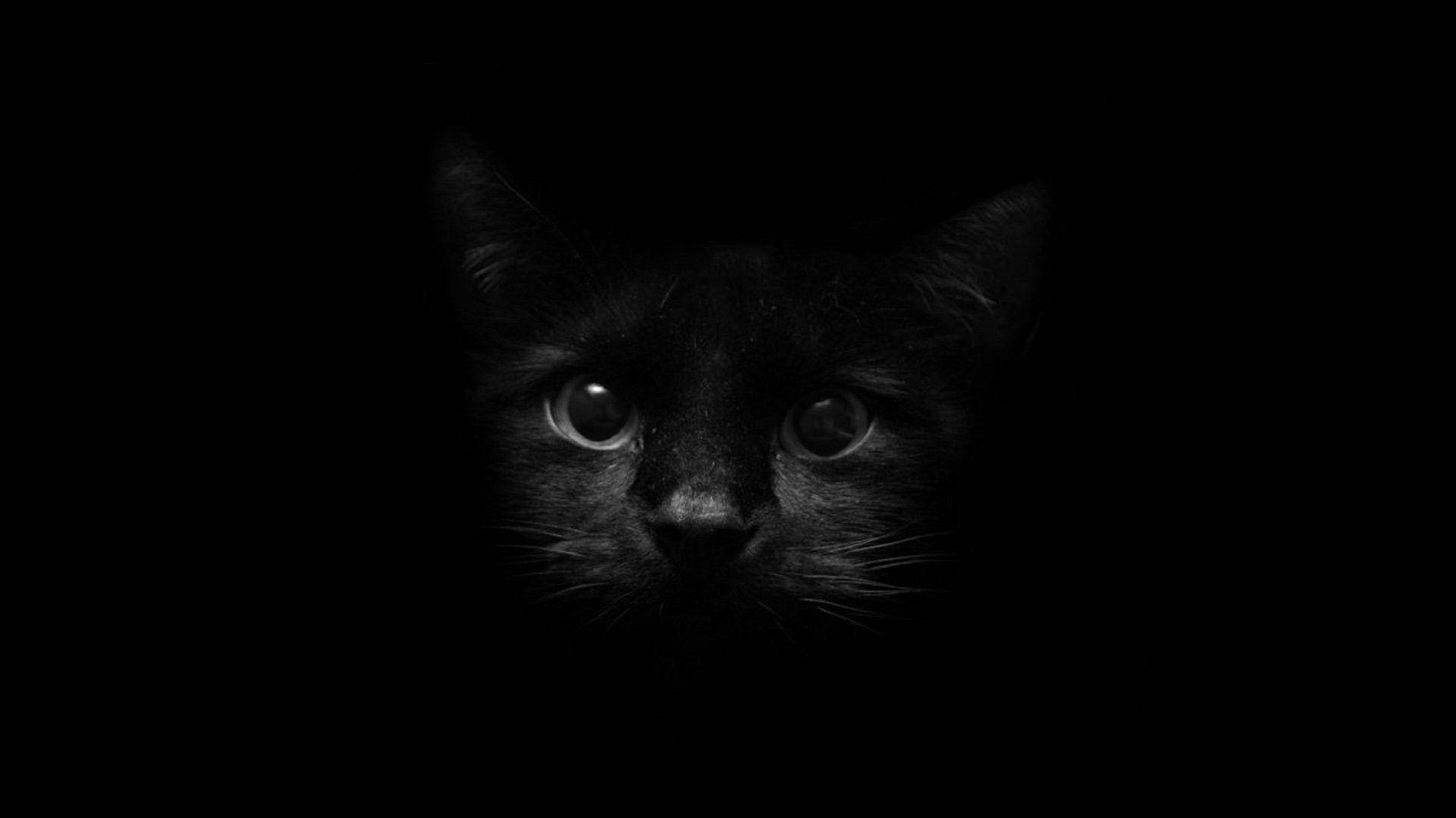 Sort katteansigt på mørk skærm Wallpapers