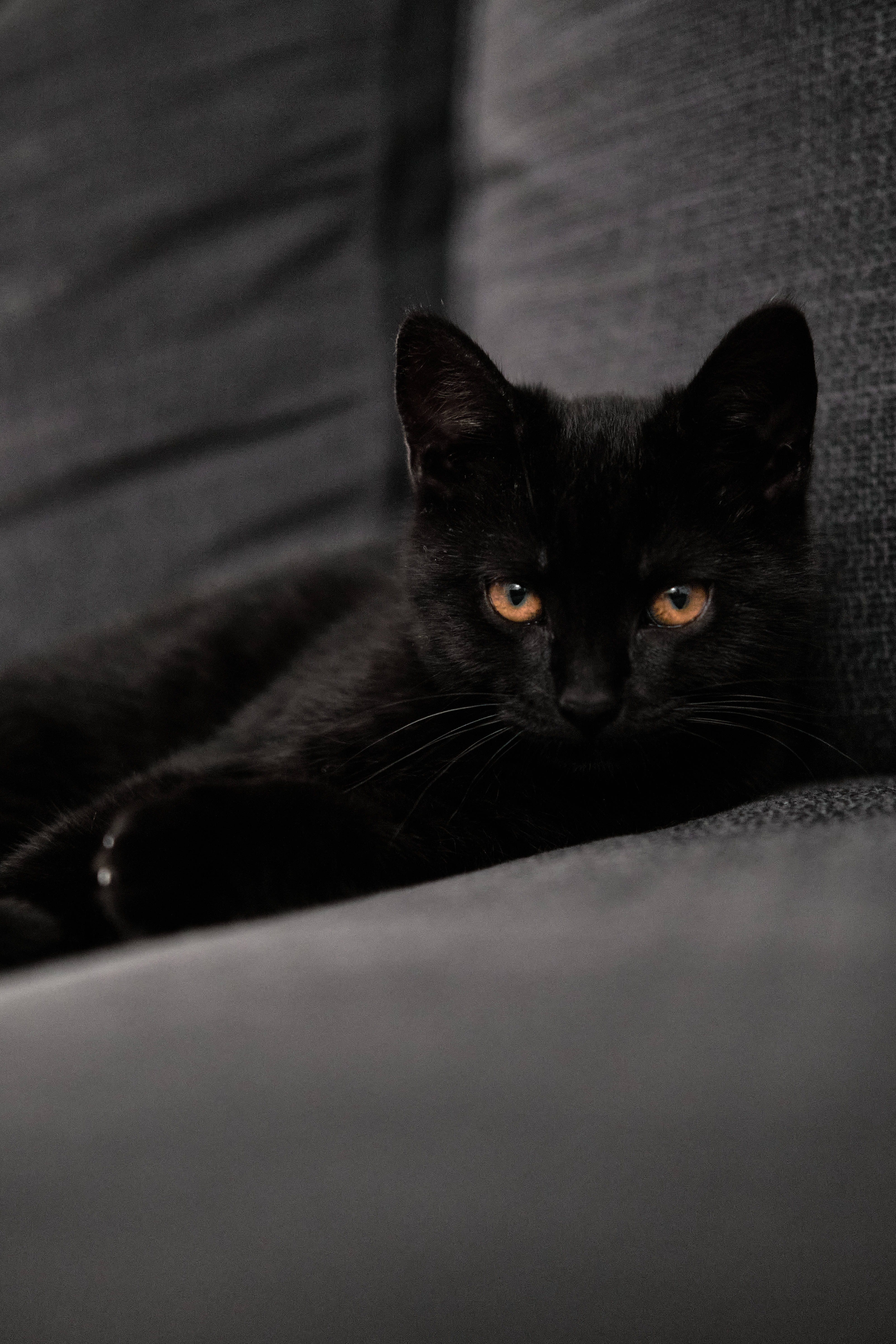 Sort killing på sofa Wallpapers