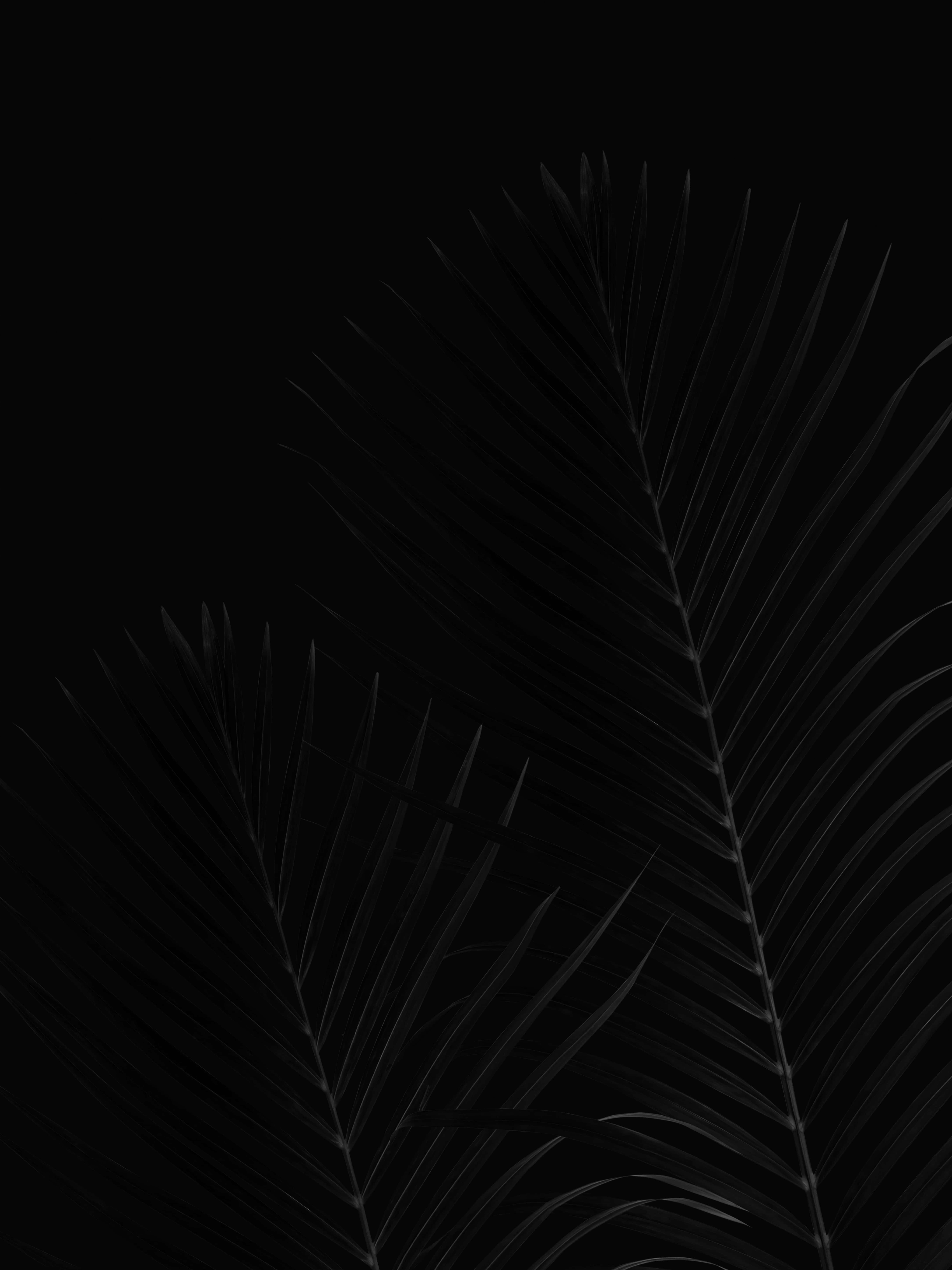 Sort kokosblad Pixel 3xl OLED baggrund Wallpapers