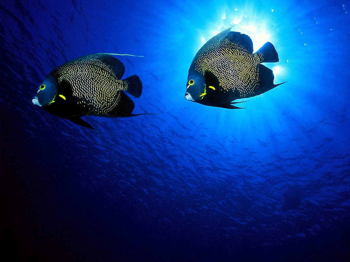 Sort neon cool fisk Wallpapers